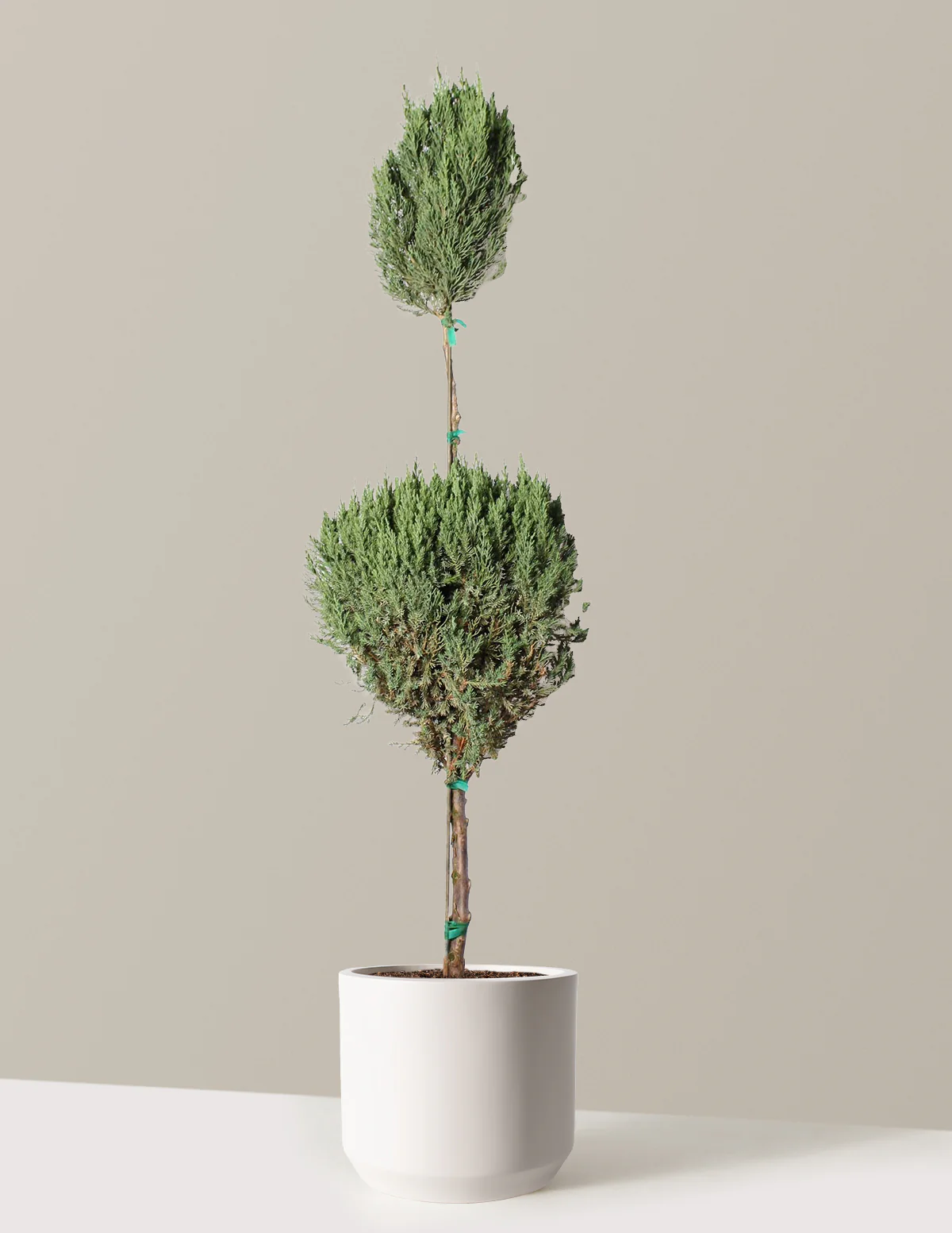 Blue Point Juniper Topiary Tree