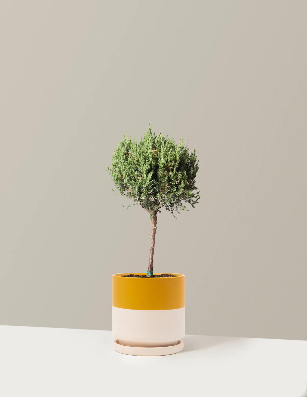 Blue Point Juniper Topiary Tree - Image 10