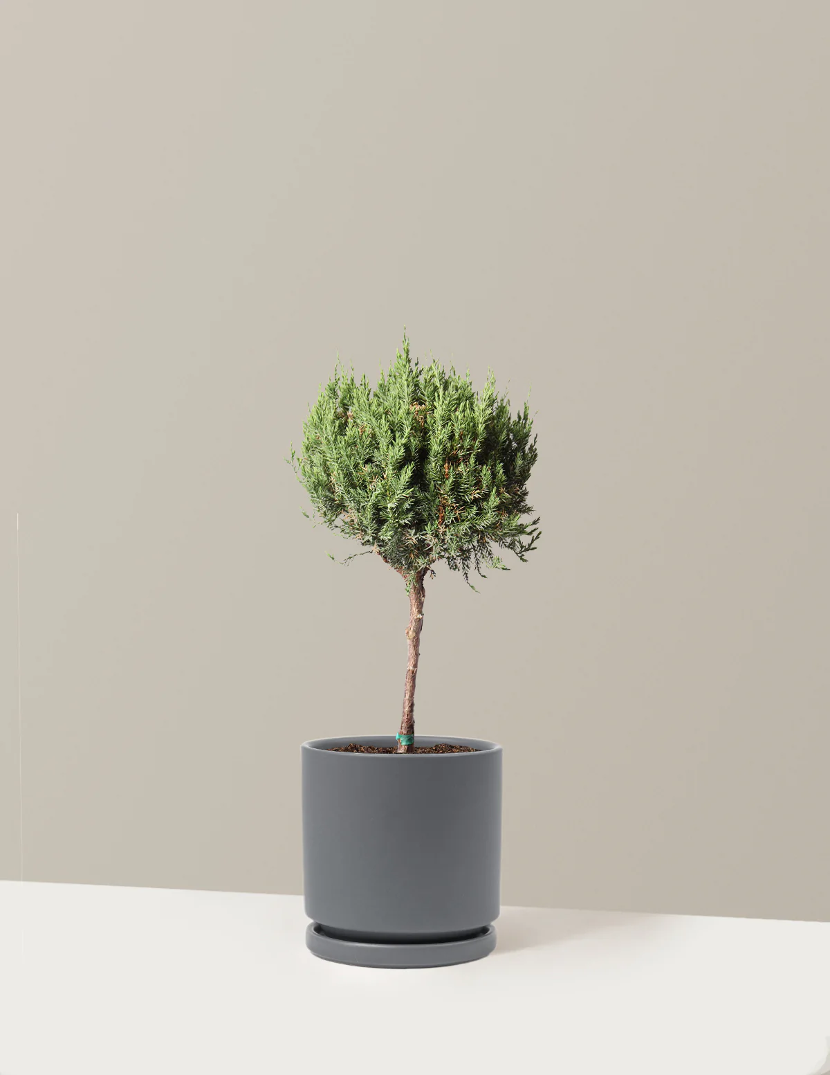 Blue Point Juniper Topiary Tree - Image 11