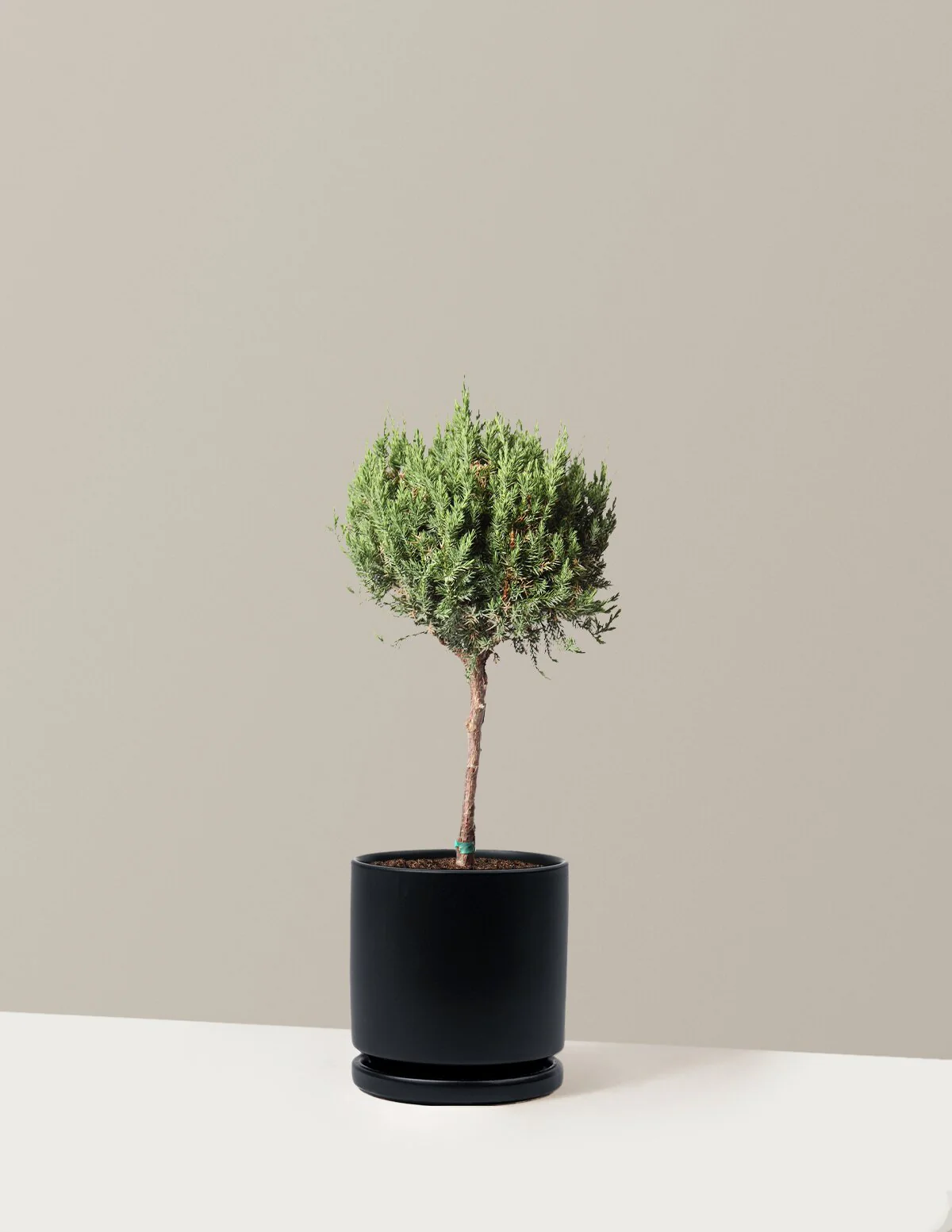 Blue Point Juniper Topiary Tree - Image 12