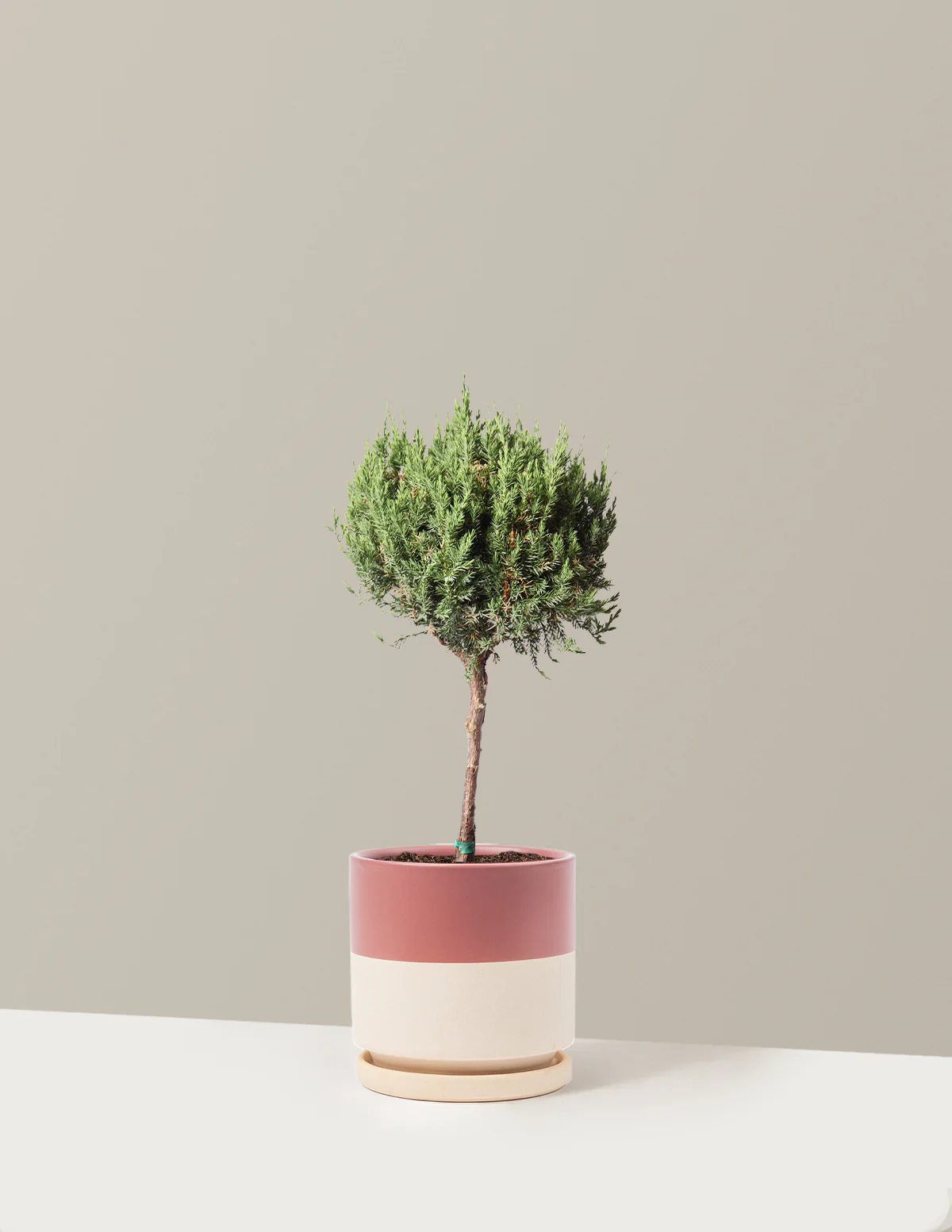 Blue Point Juniper Topiary Tree - Image 13