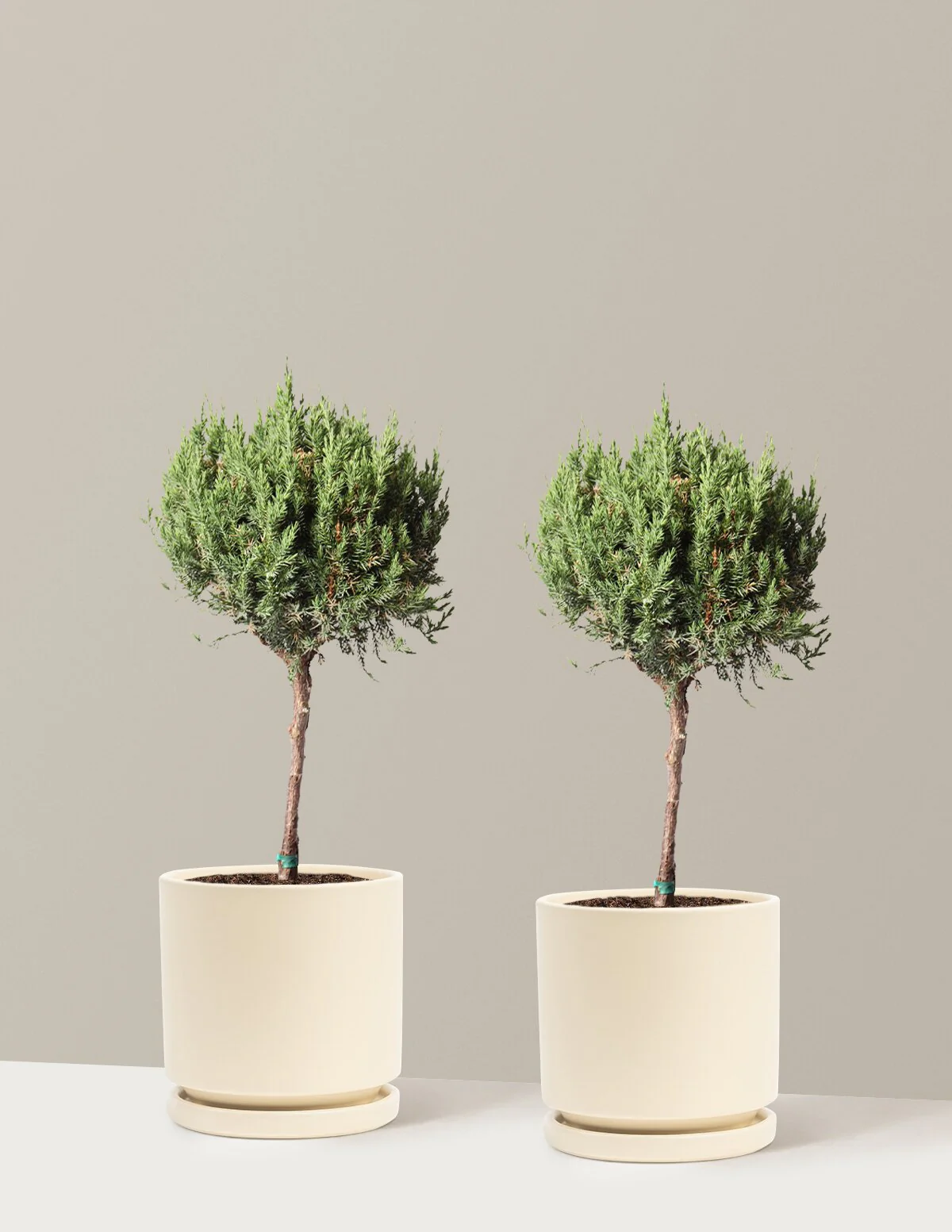 Blue Point Juniper Topiary Tree - Image 14