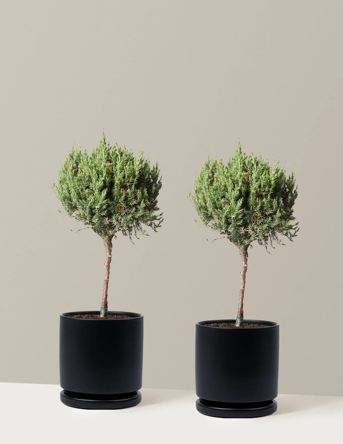 Blue Point Juniper Topiary Tree - Image 15