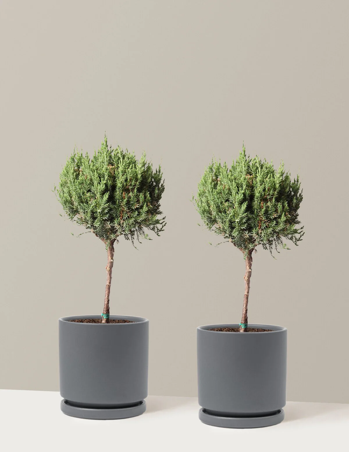 Blue Point Juniper Topiary Tree - Image 16