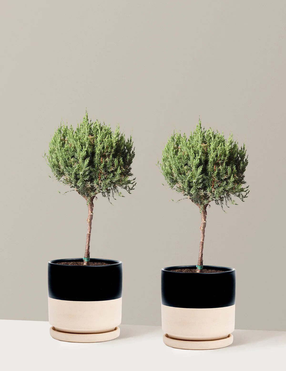 Blue Point Juniper Topiary Tree - Image 17