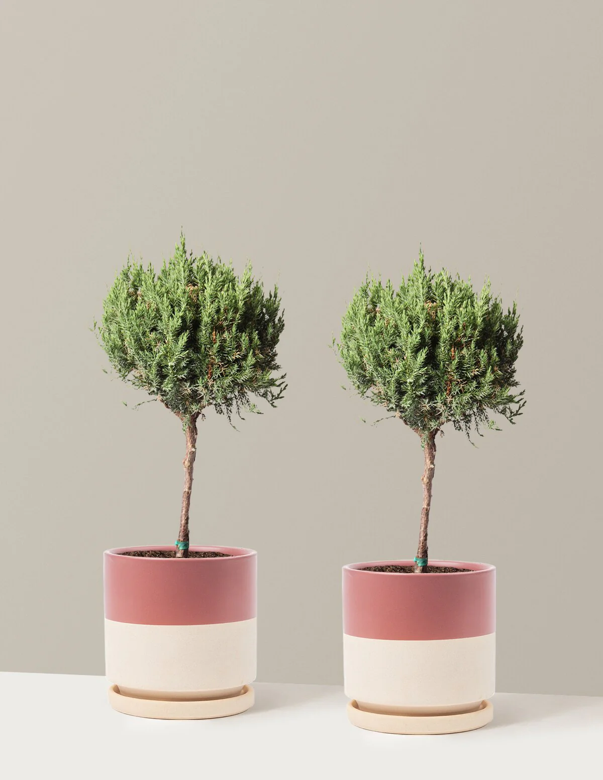 Blue Point Juniper Topiary Tree - Image 18