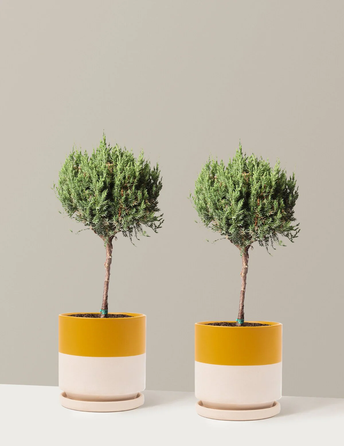 Blue Point Juniper Topiary Tree - Image 19