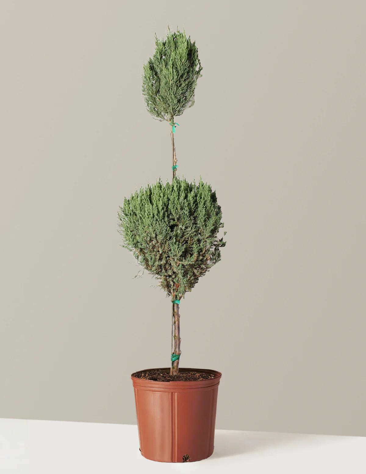 Blue Point Juniper Topiary Tree - Image 2
