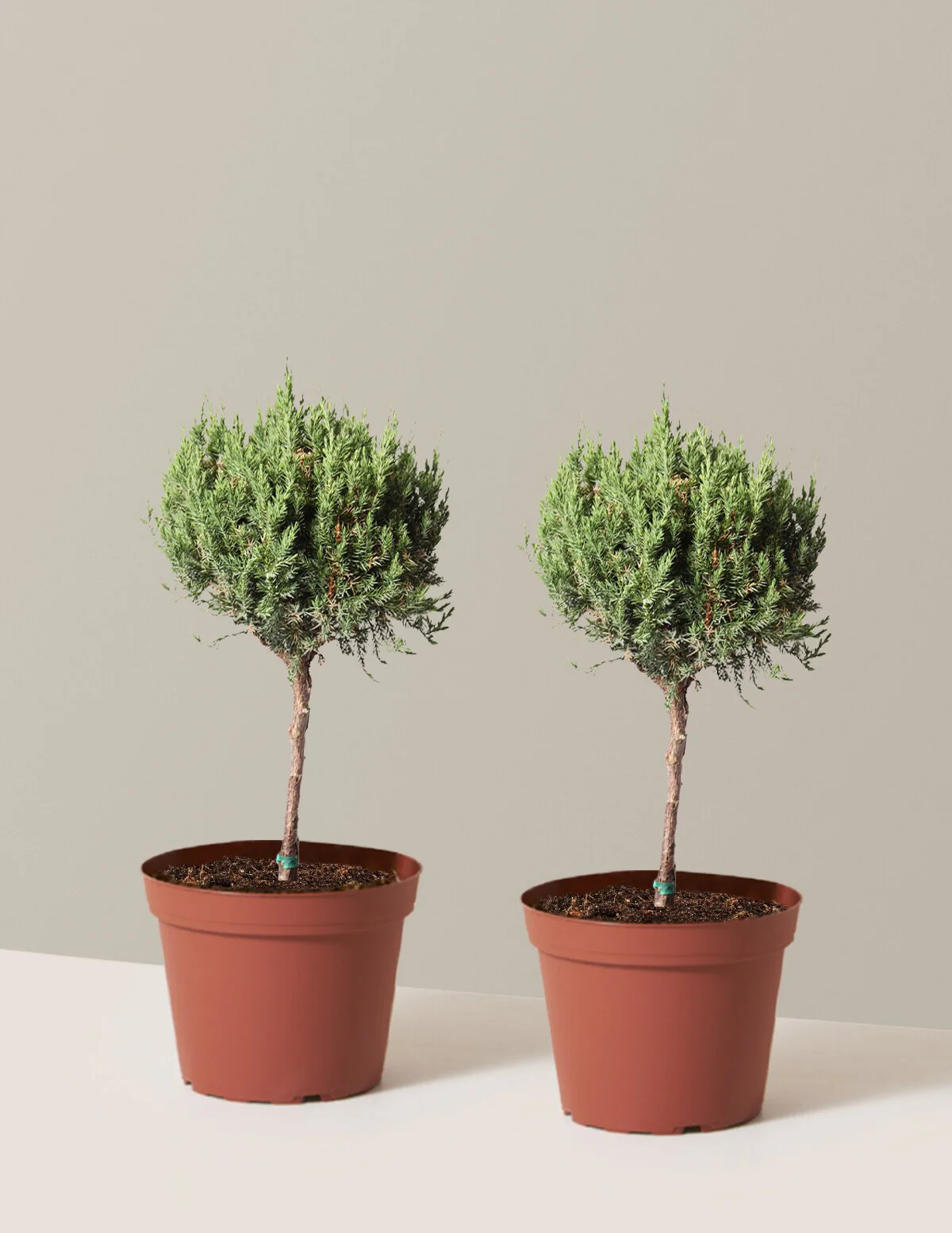 Blue Point Juniper Topiary Tree - Image 20