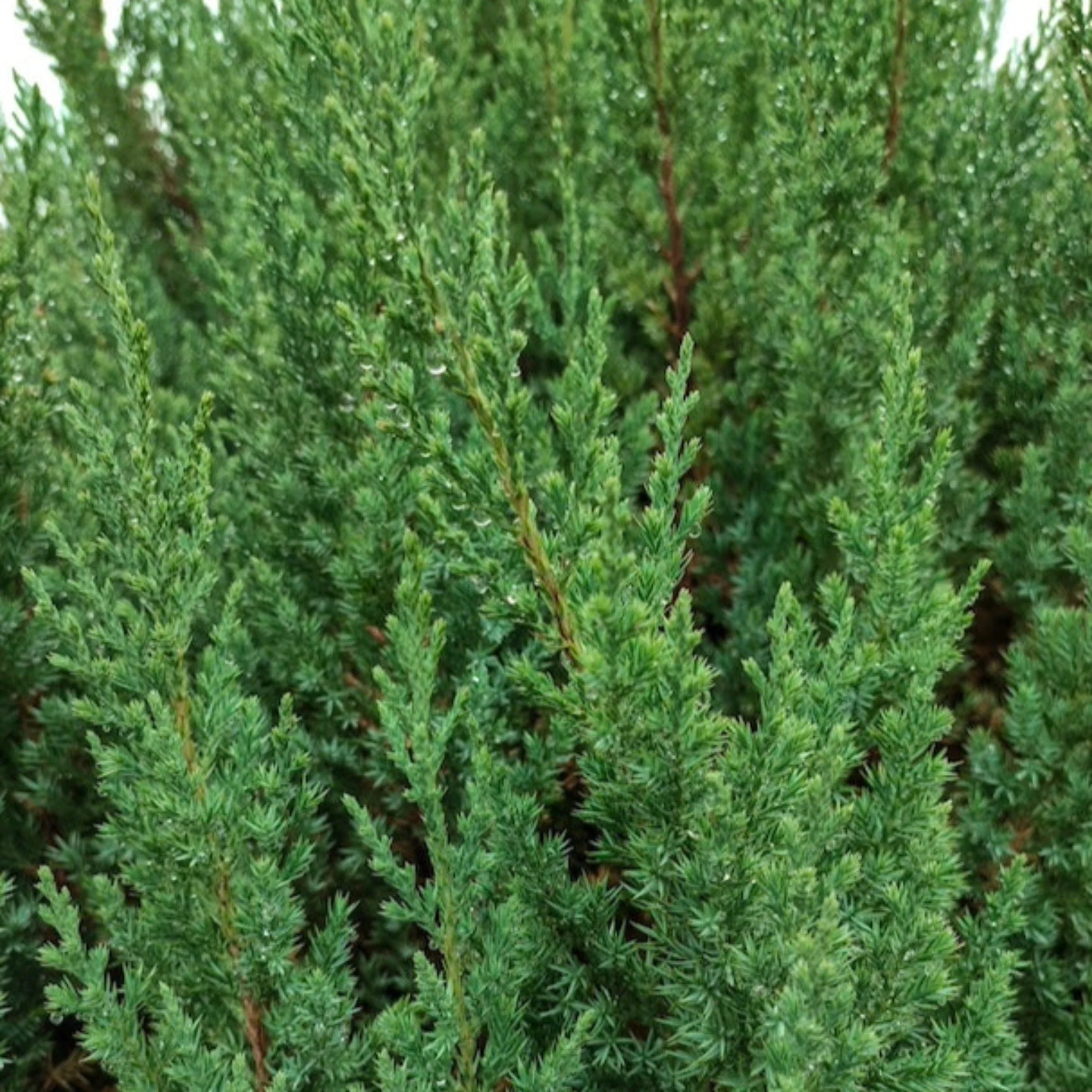 Blue Point Juniper Topiary Tree - Image 3
