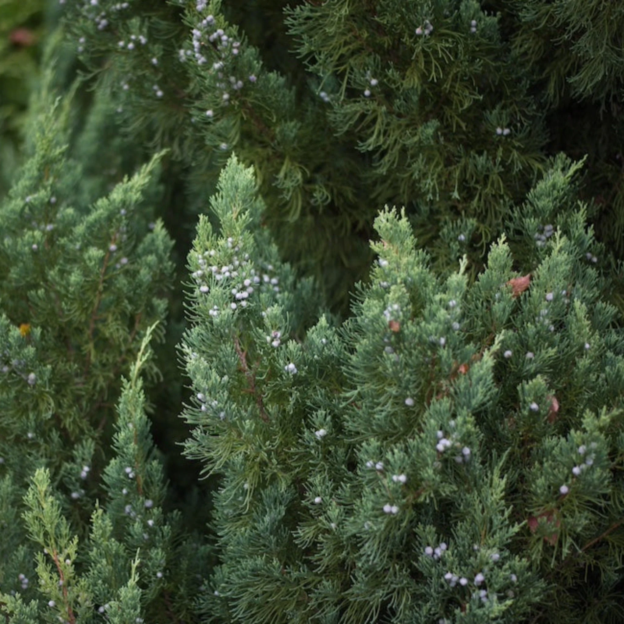 Blue Point Juniper Topiary Tree - Image 4