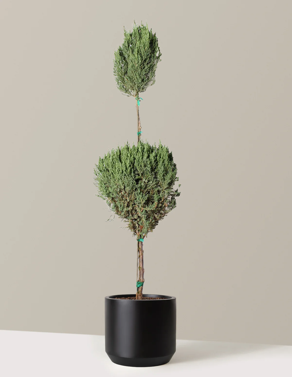 Blue Point Juniper Topiary Tree - Image 6