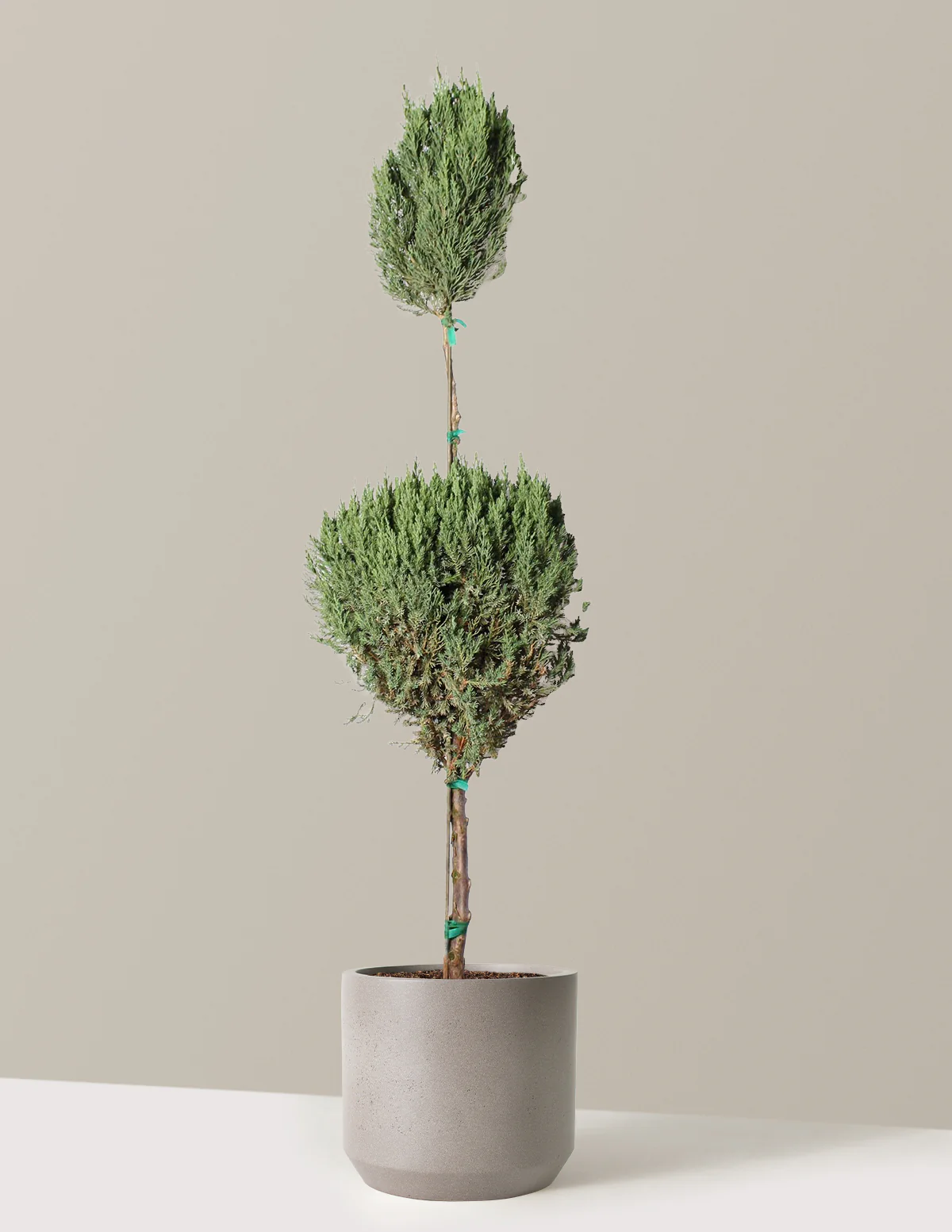 Blue Point Juniper Topiary Tree - Image 7