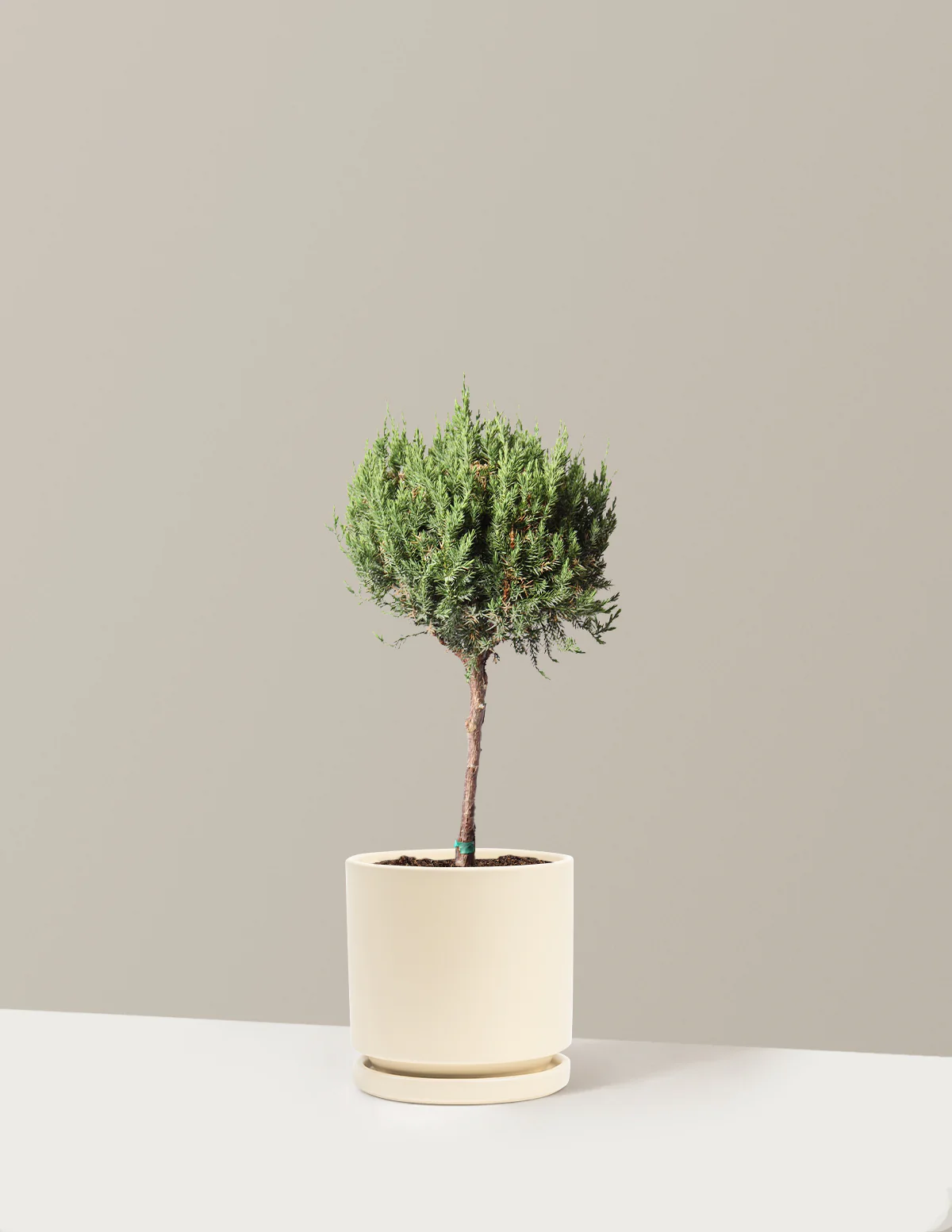 Blue Point Juniper Topiary Tree - Image 8
