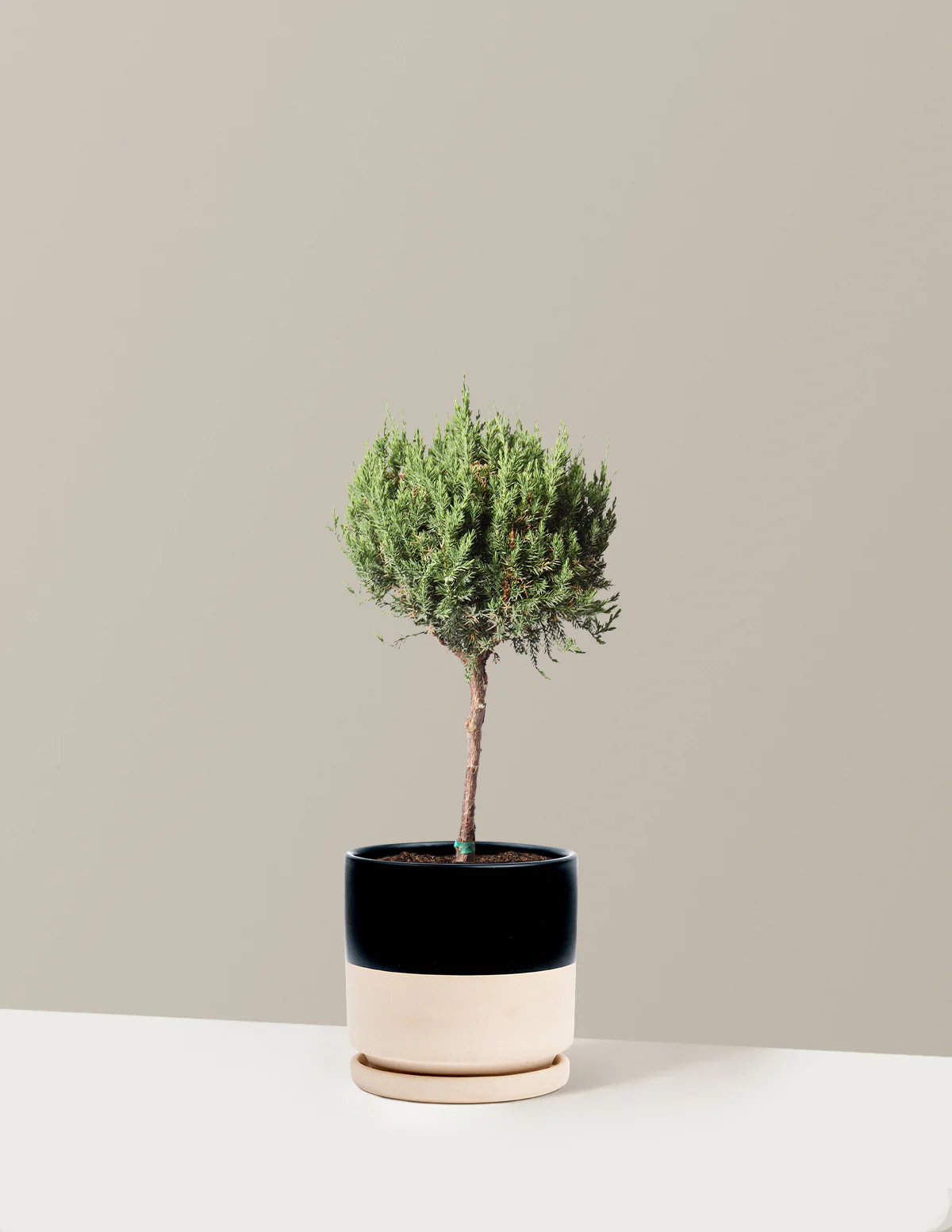 Blue Point Juniper Topiary Tree - Image 9