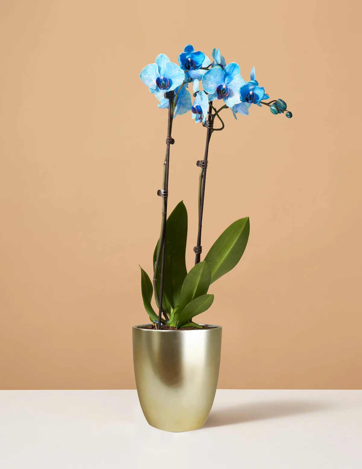 Blue Watercolor Orchid - Image 4
