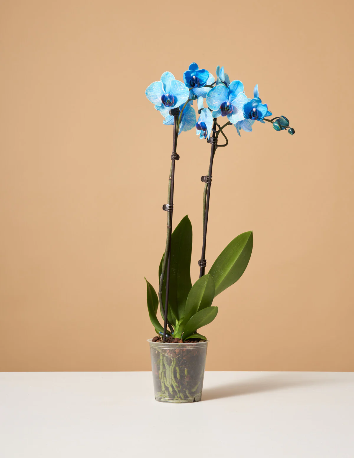 Blue Watercolor Orchid - Image 5