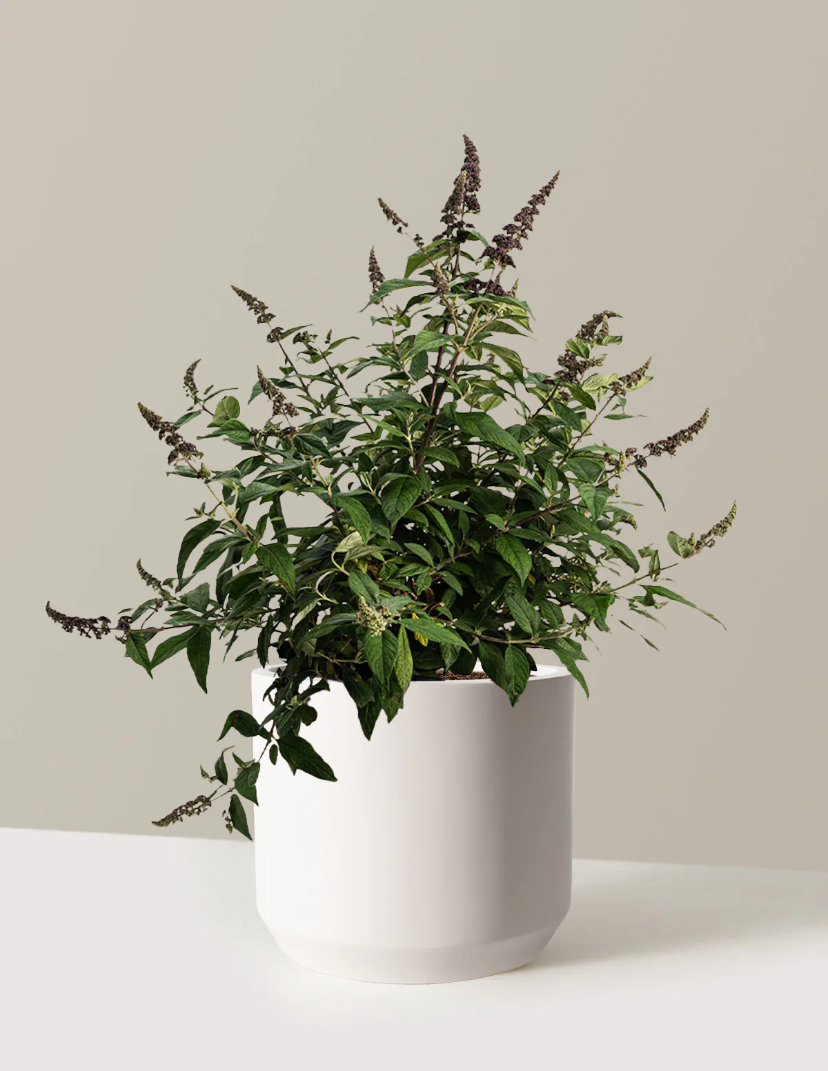 Blueberry Pie™ Butterfly Bush - Image 10