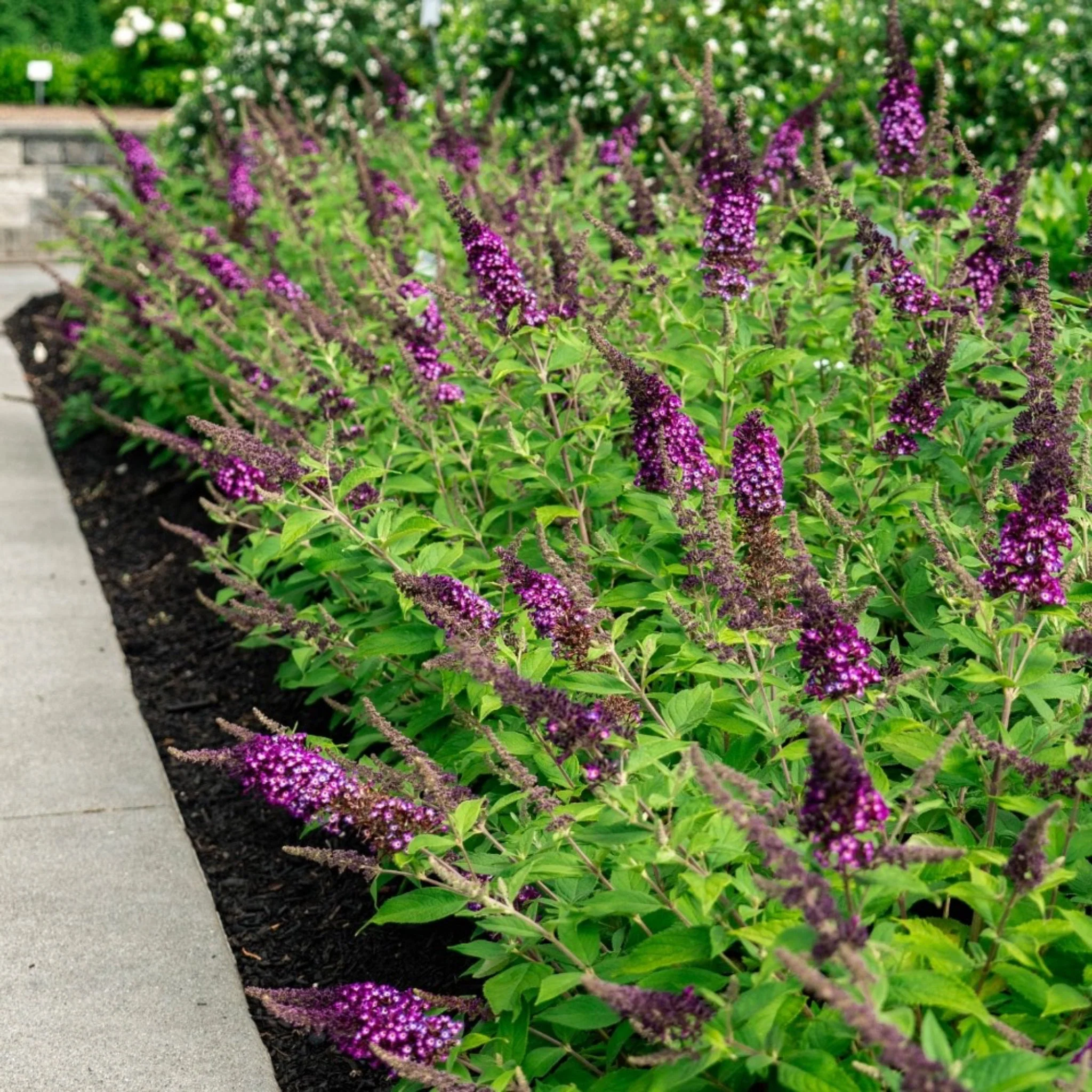 Blueberry Pie™ Butterfly Bush - Image 2