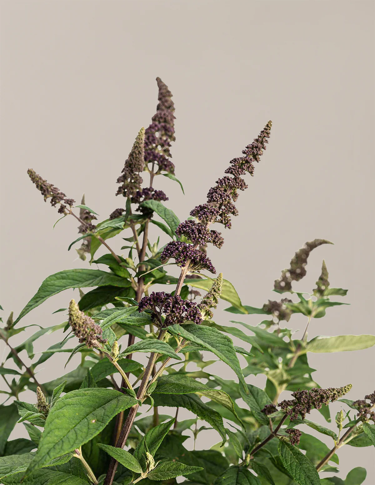 Blueberry Pie™ Butterfly Bush - Image 3