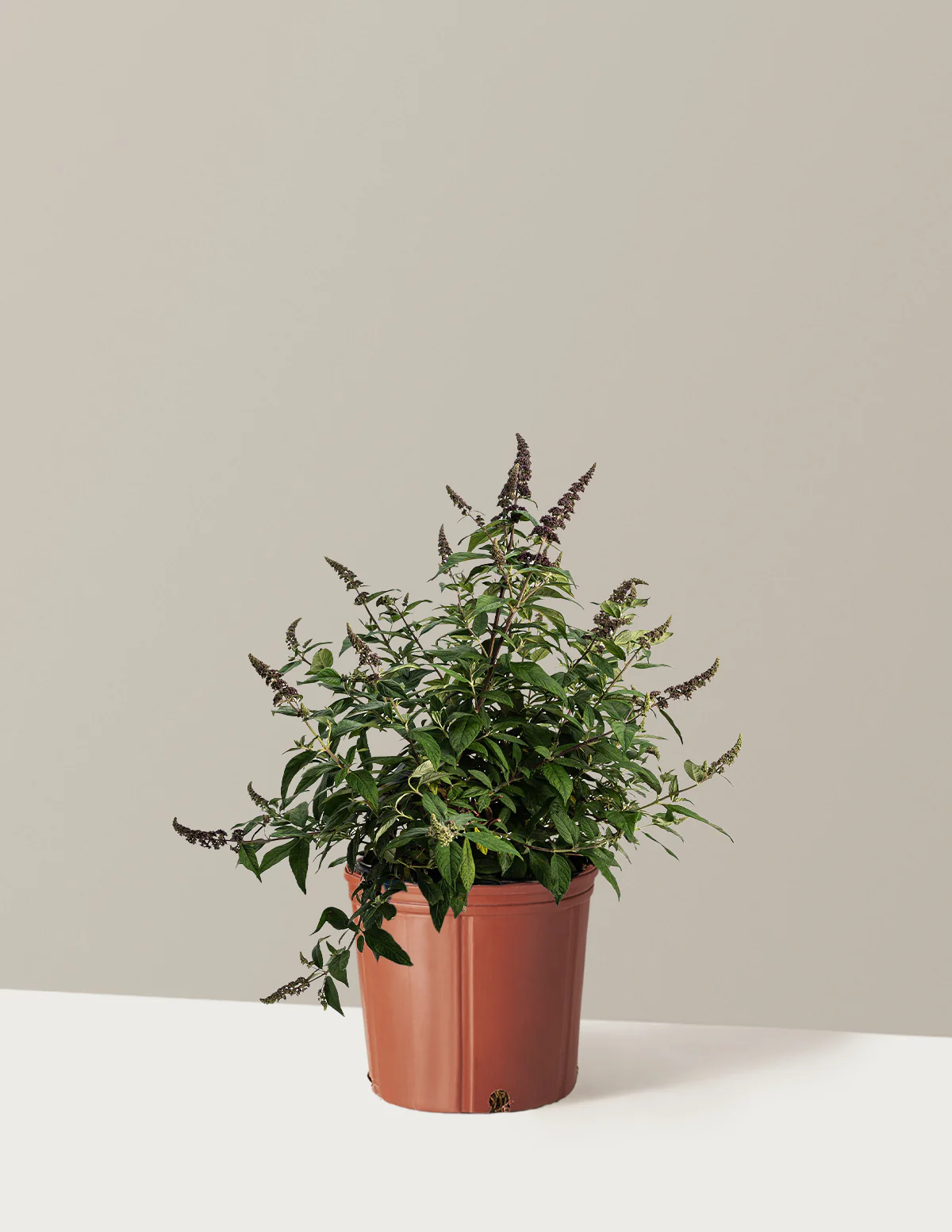 Blueberry Pie™ Butterfly Bush - Image 5