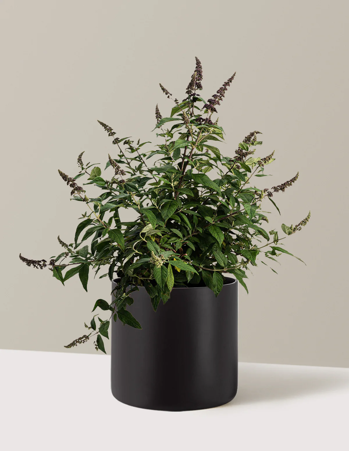 Blueberry Pie™ Butterfly Bush - Image 6