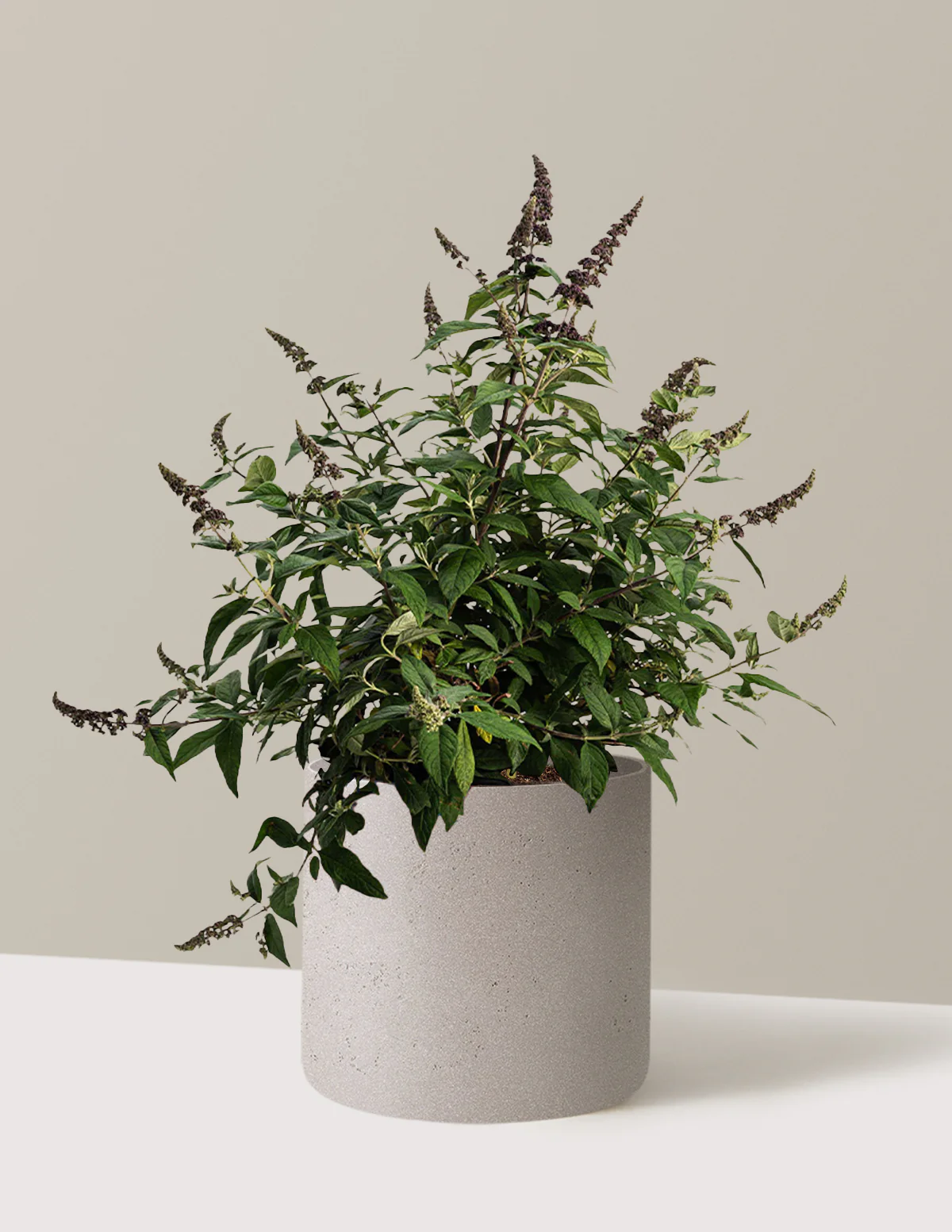 Blueberry Pie™ Butterfly Bush - Image 7