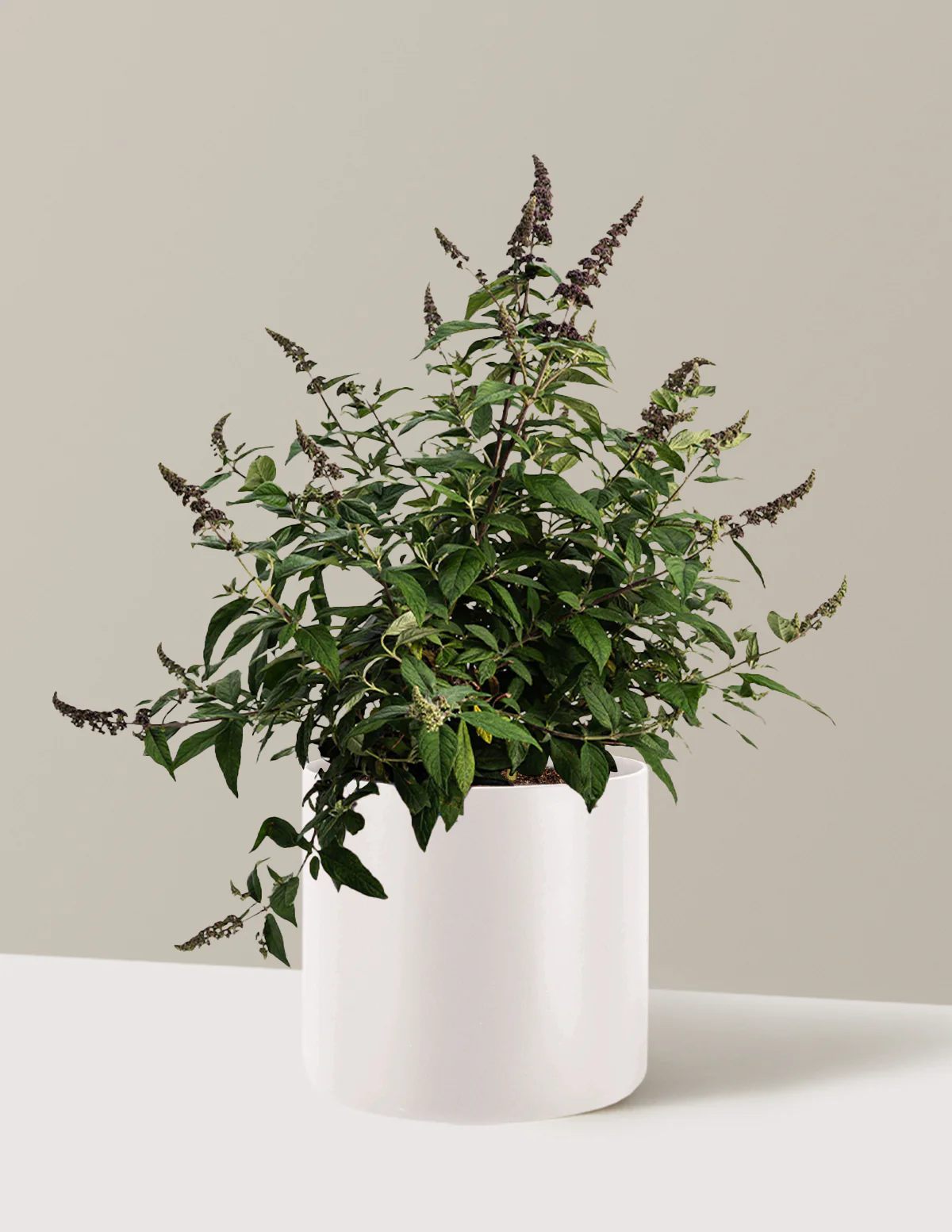 Blueberry Pie™ Butterfly Bush - Image 8