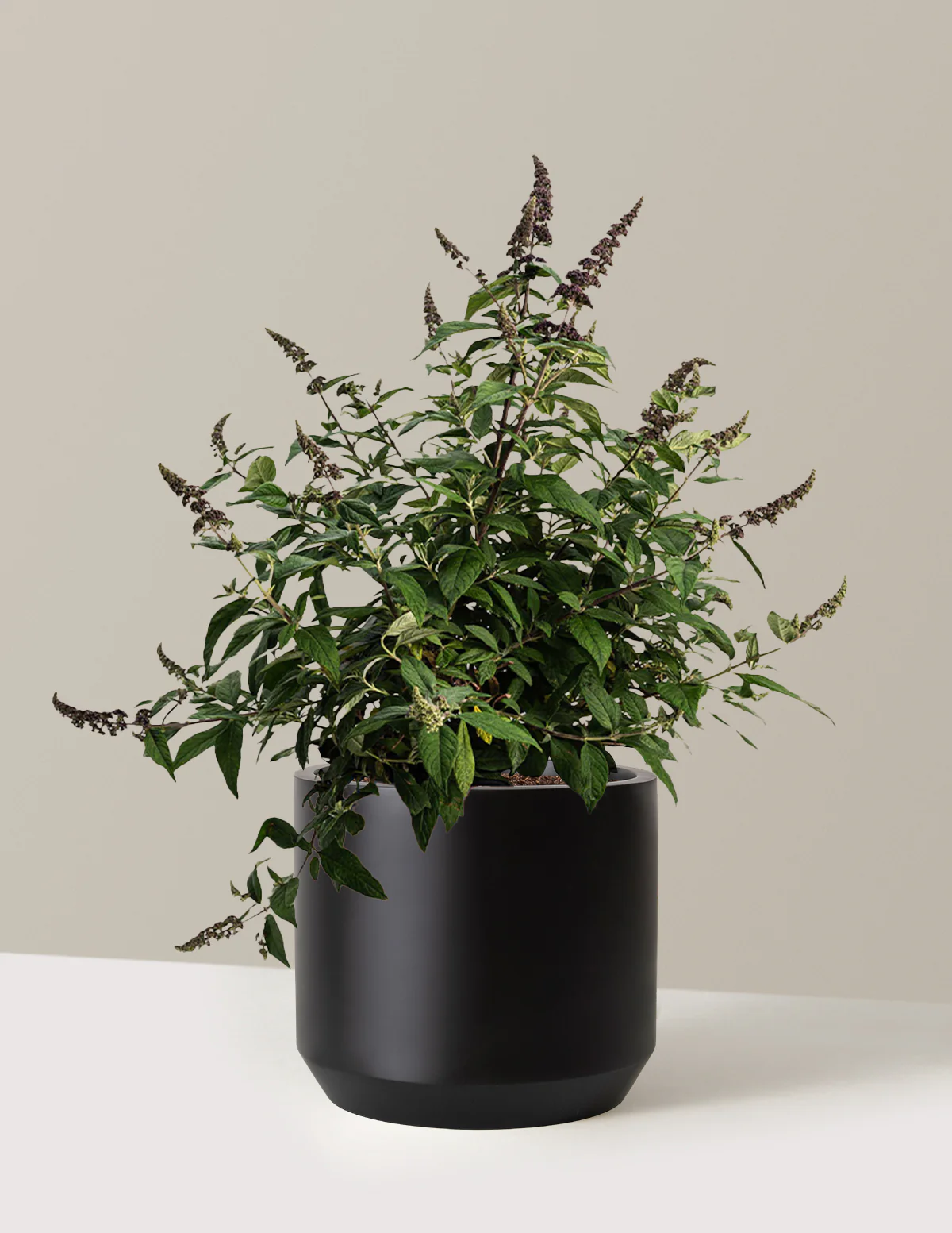 Blueberry Pie™ Butterfly Bush - Image 9