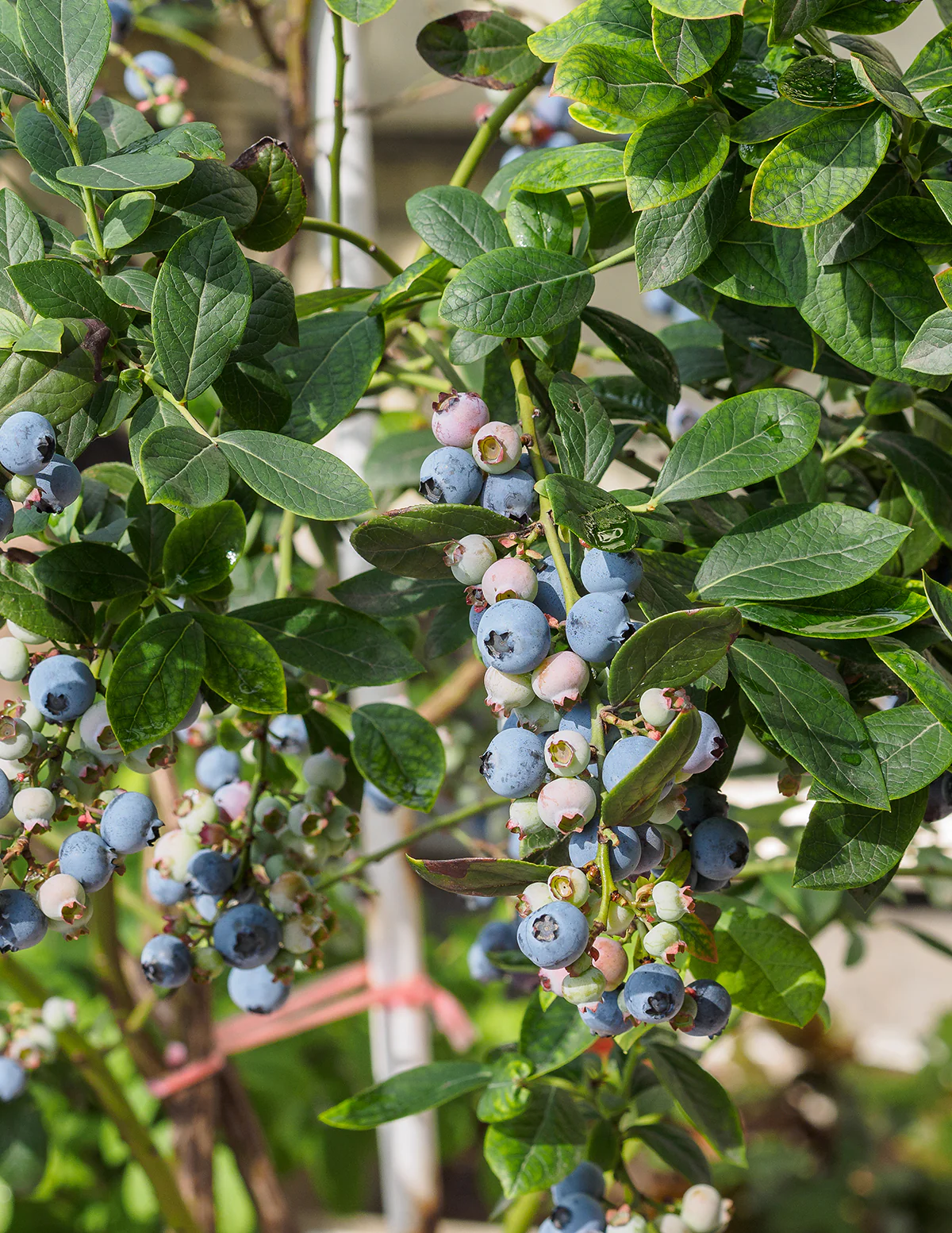 Bluecrop Blueberry - Image 3