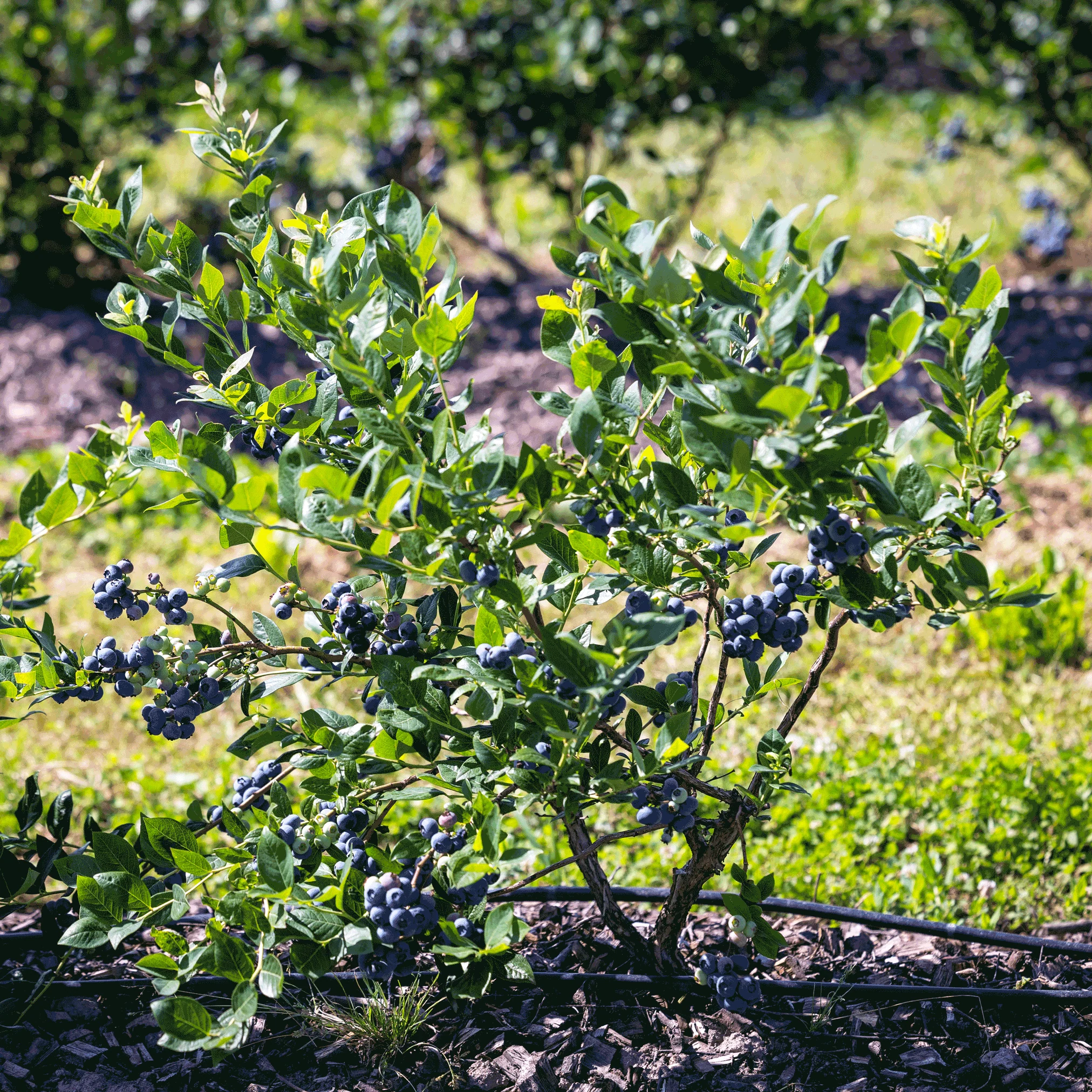 Bluecrop Blueberry - Image 4