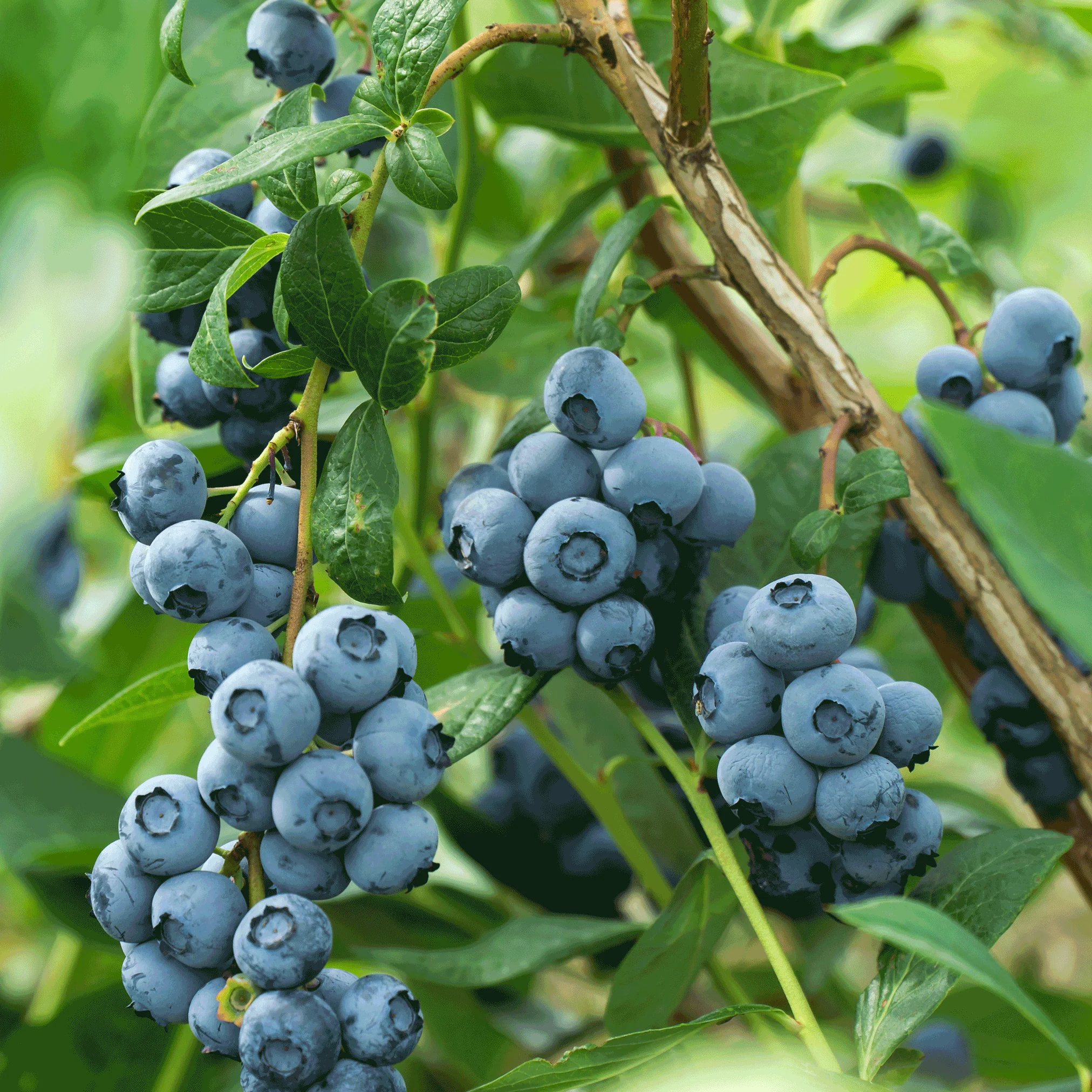 Bluecrop Blueberry - Image 5