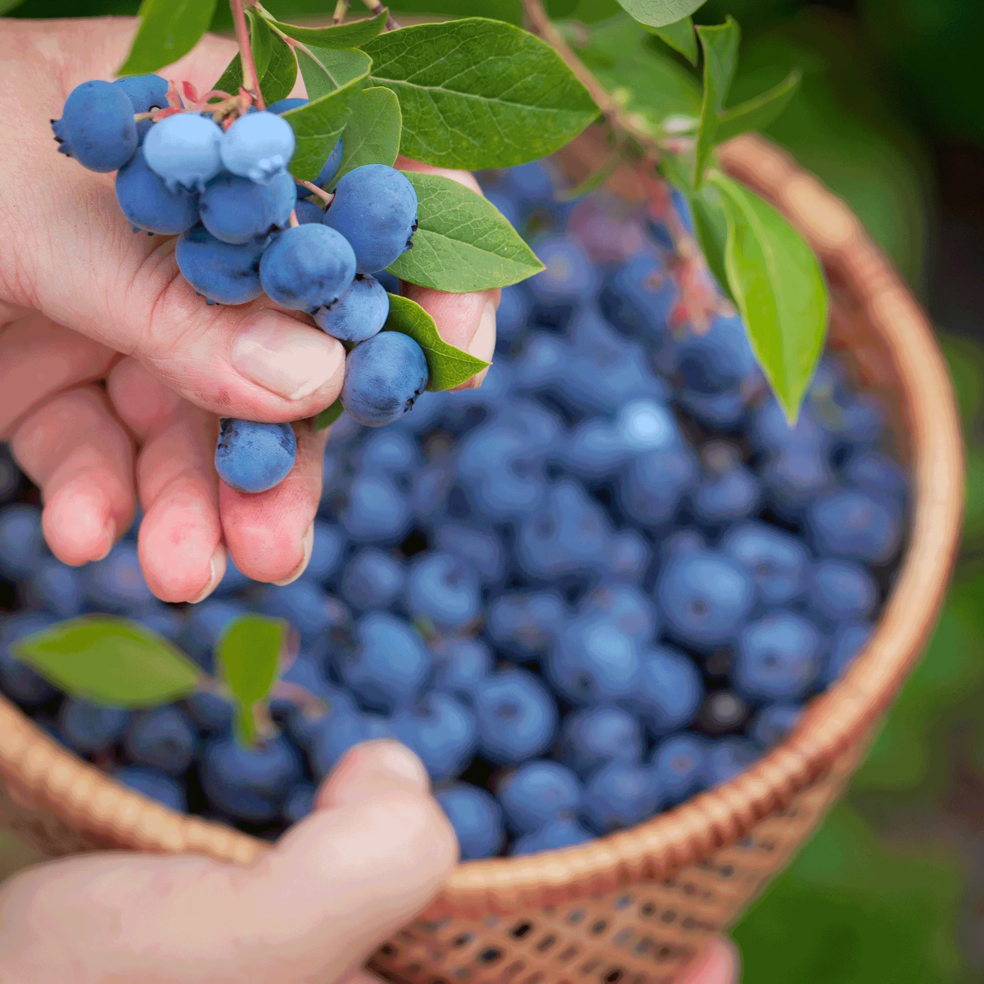 Bluecrop Blueberry - Image 6