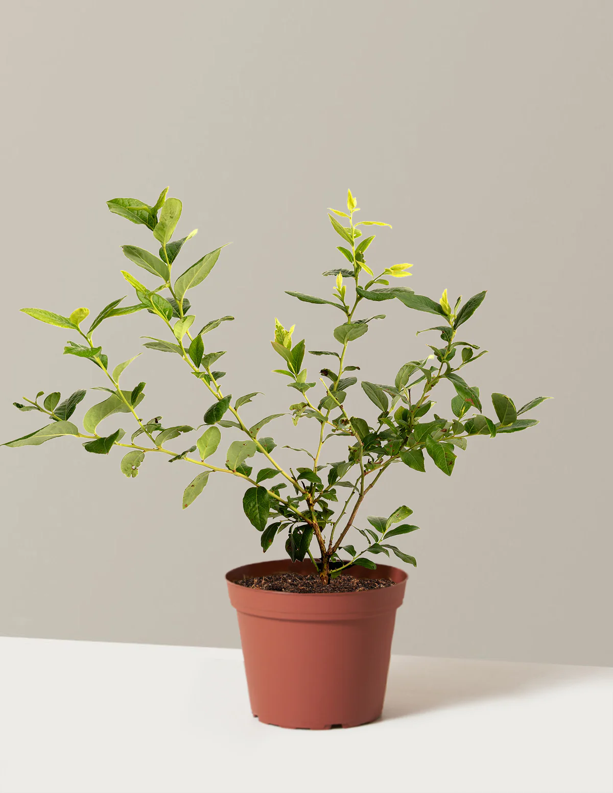 Bluecrop Blueberry - Image 8