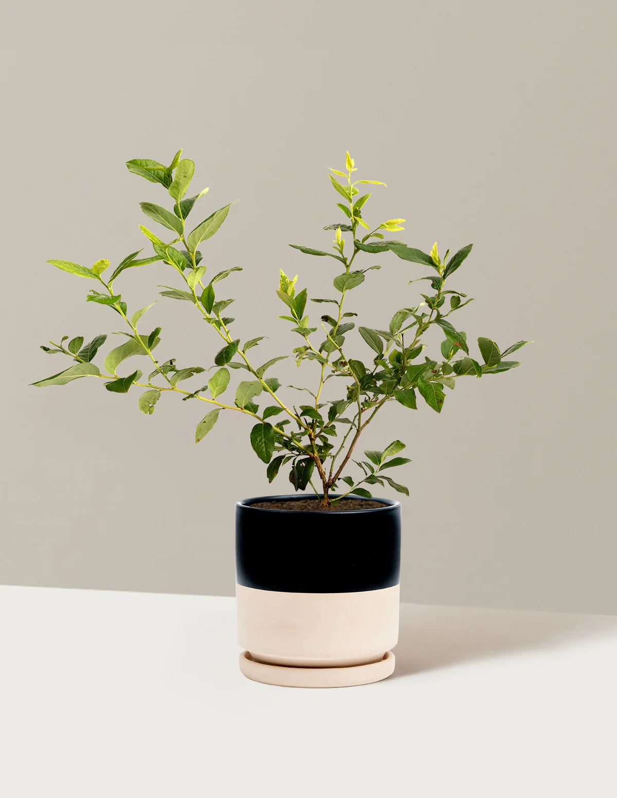 Bluecrop Blueberry - Image 9