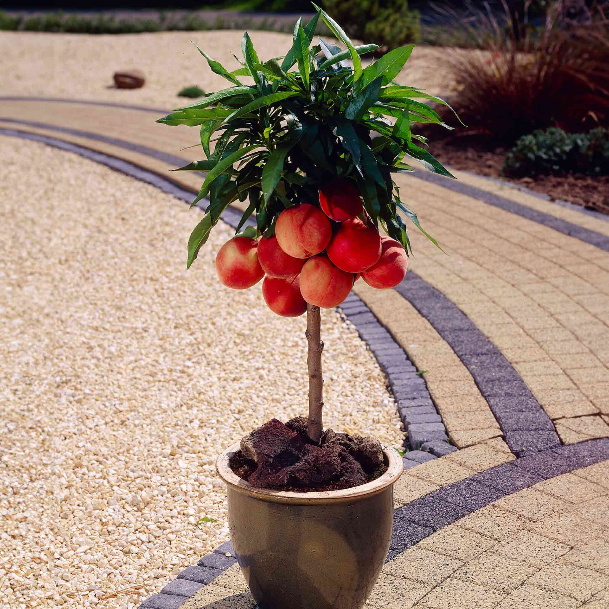 Bonanza Patio Peach - Image 5