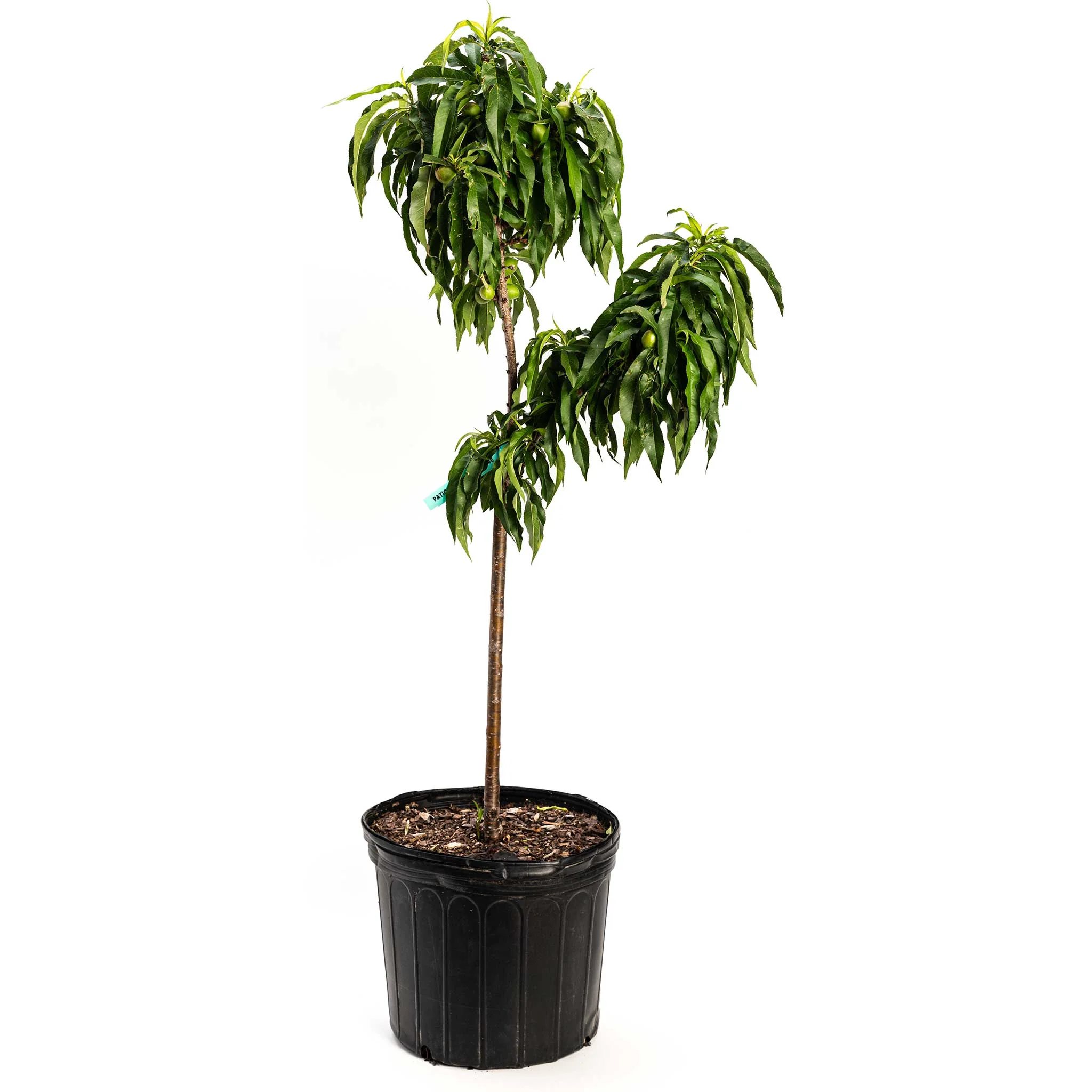 Bonanza Patio Peach - Image 9