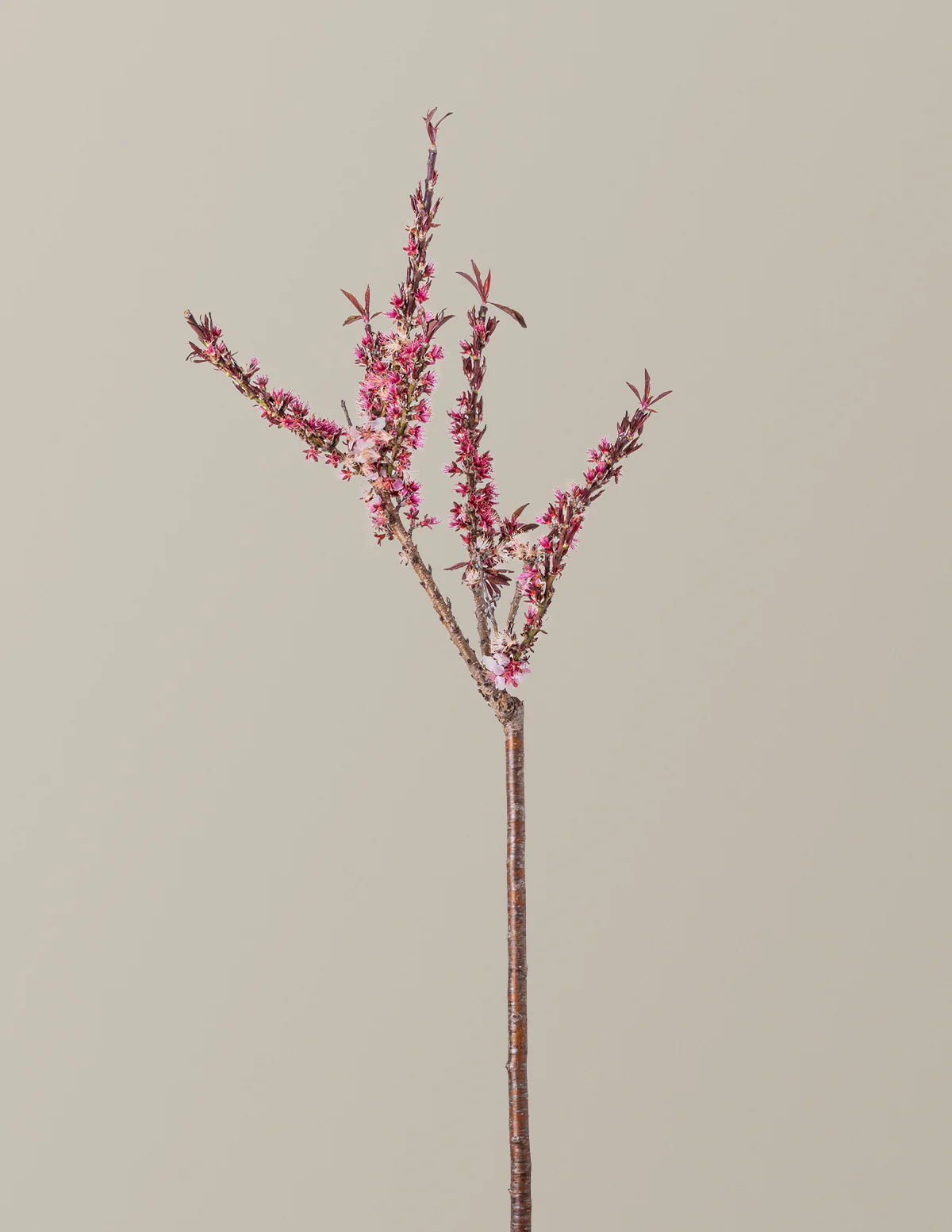 Bonfire Patio Peach Plant - Image 10