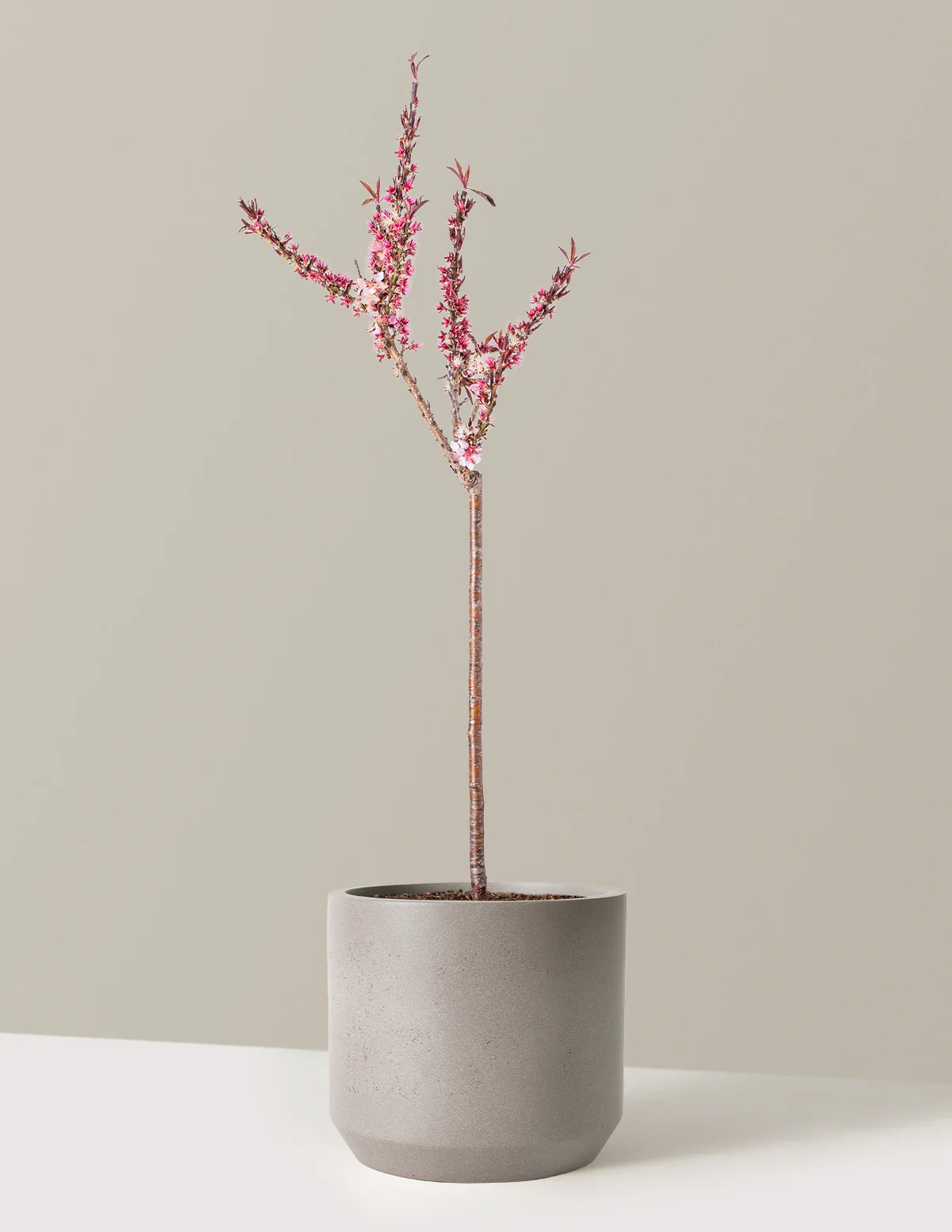 Bonfire Patio Peach Plant - Image 11