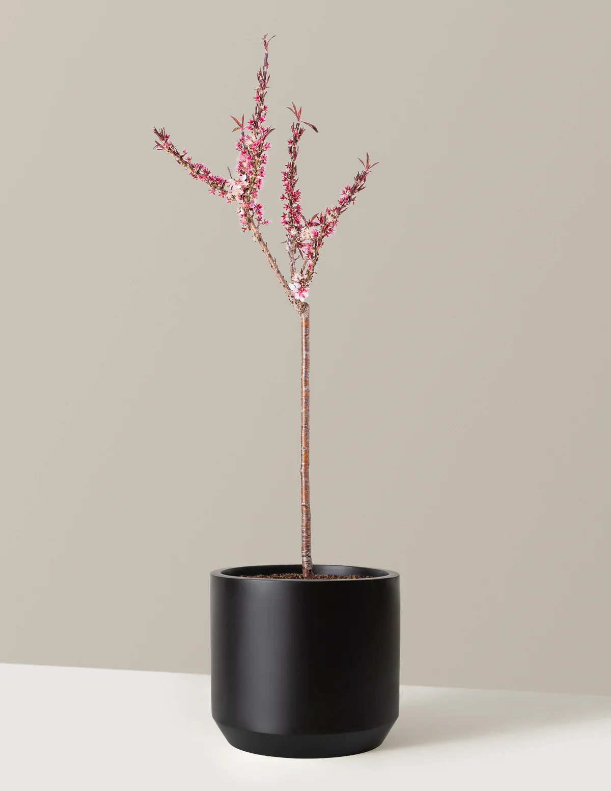 Bonfire Patio Peach Plant - Image 12