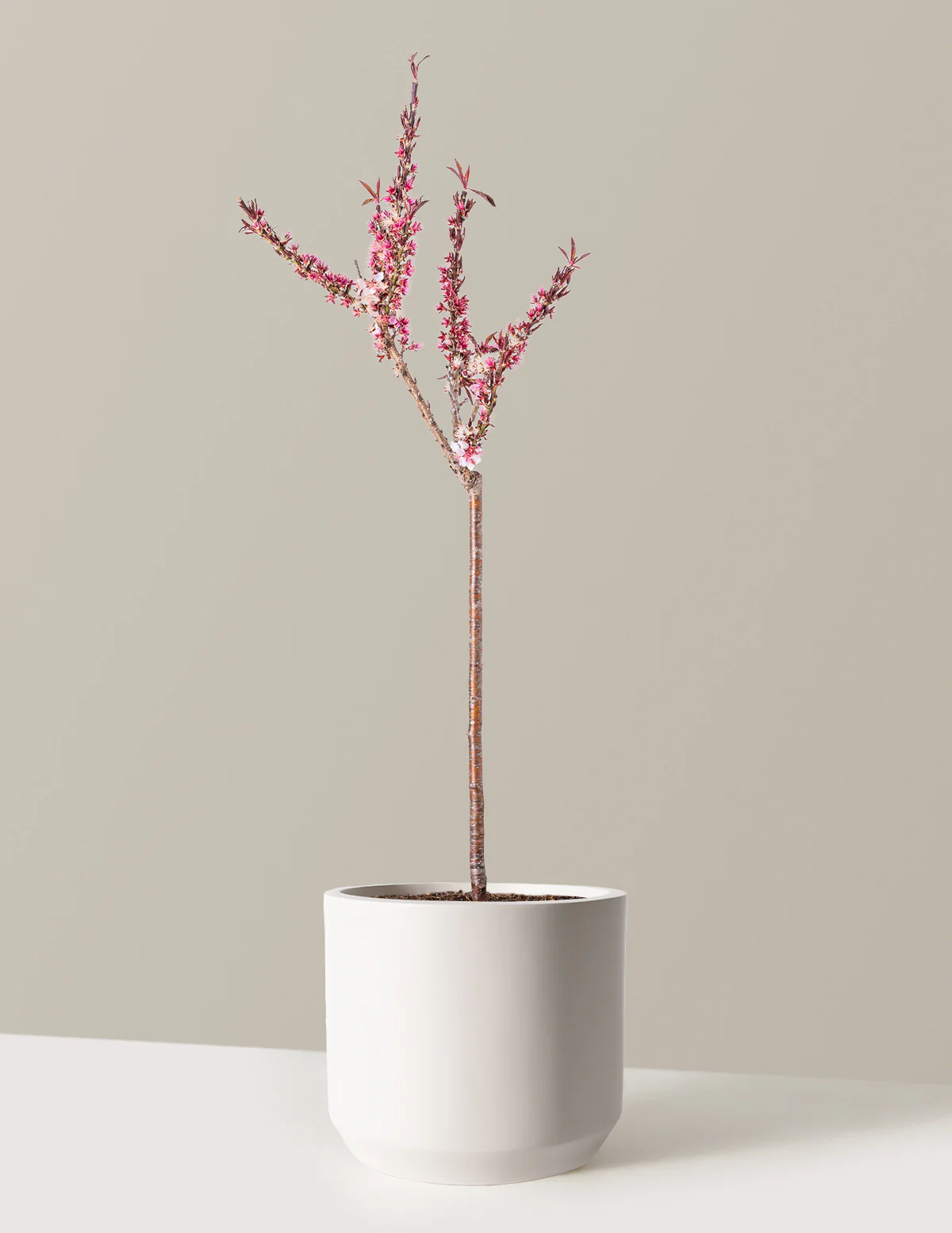 Bonfire Patio Peach Plant - Image 13