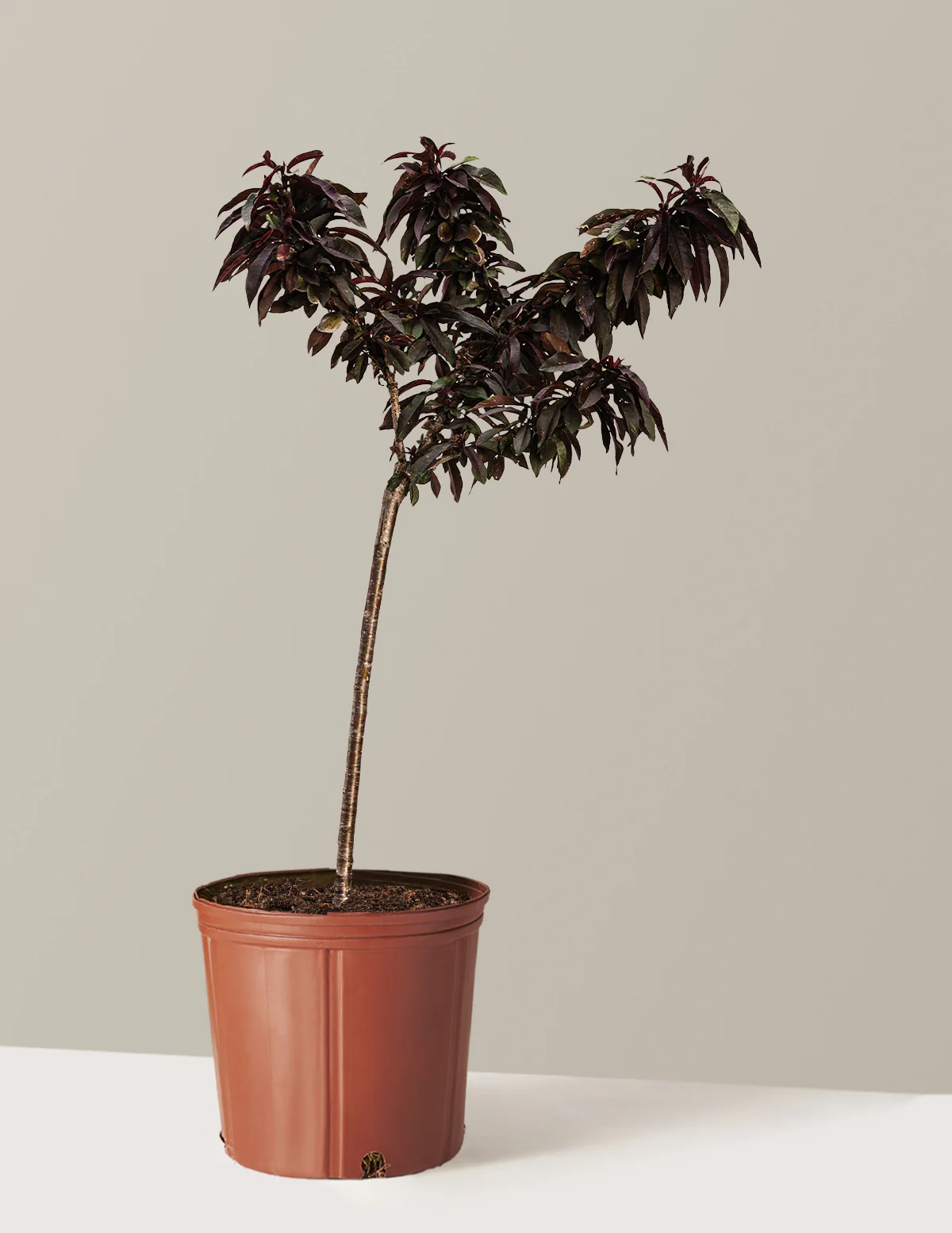 Bonfire Patio Peach Plant - Image 14