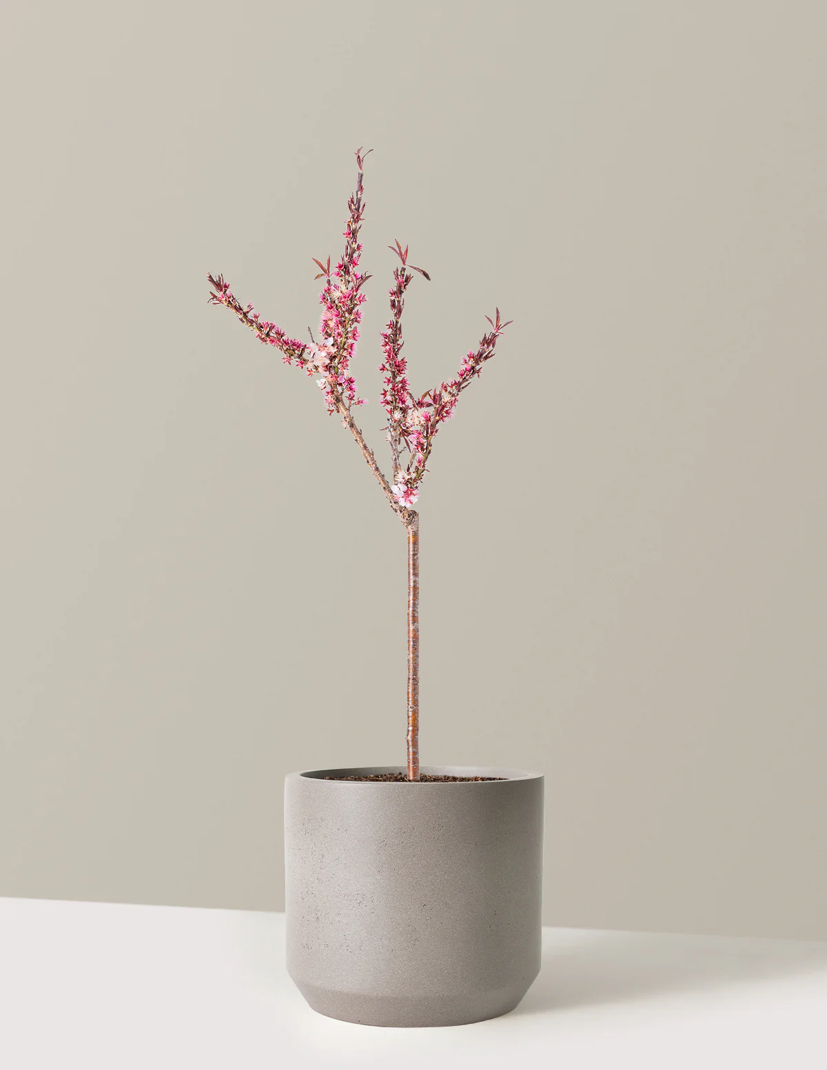 Bonfire Patio Peach Plant - Image 15