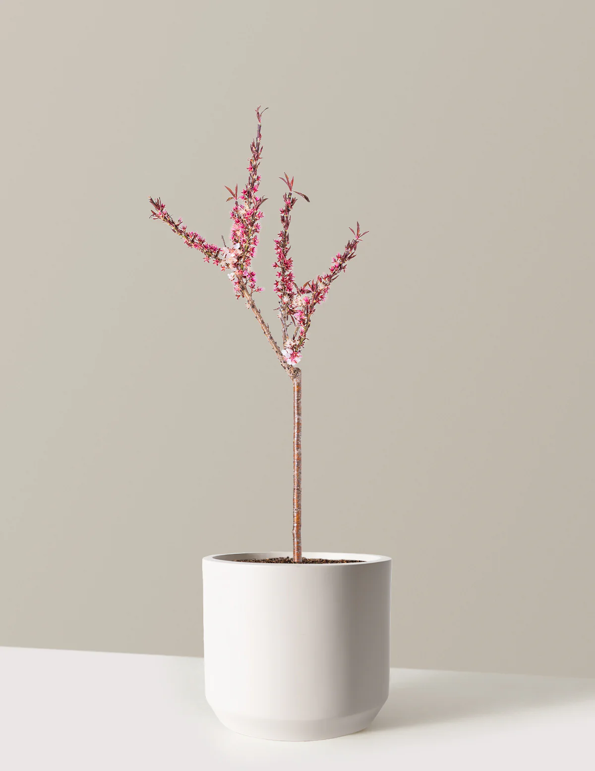Bonfire Patio Peach Plant - Image 16