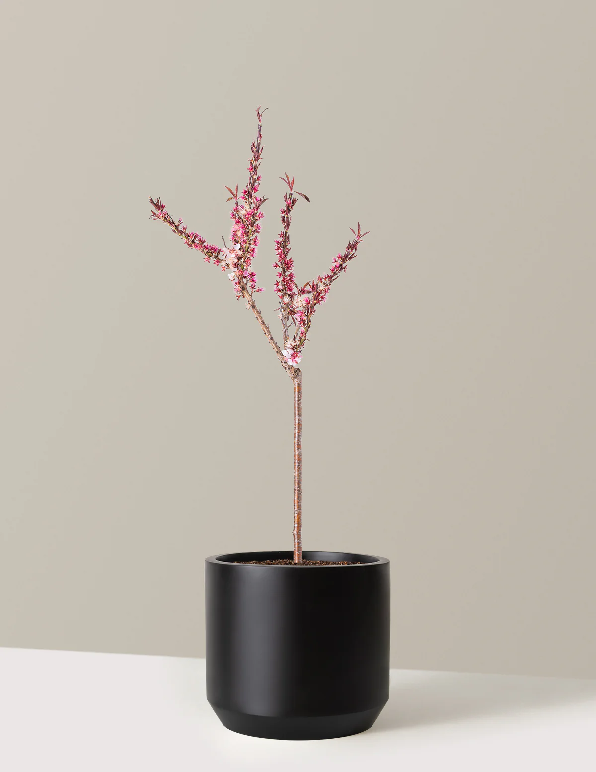 Bonfire Patio Peach Plant - Image 17