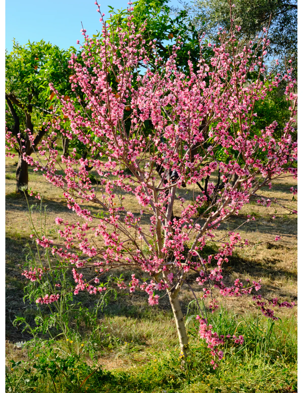 Bonfire Patio Peach Plant - Image 7