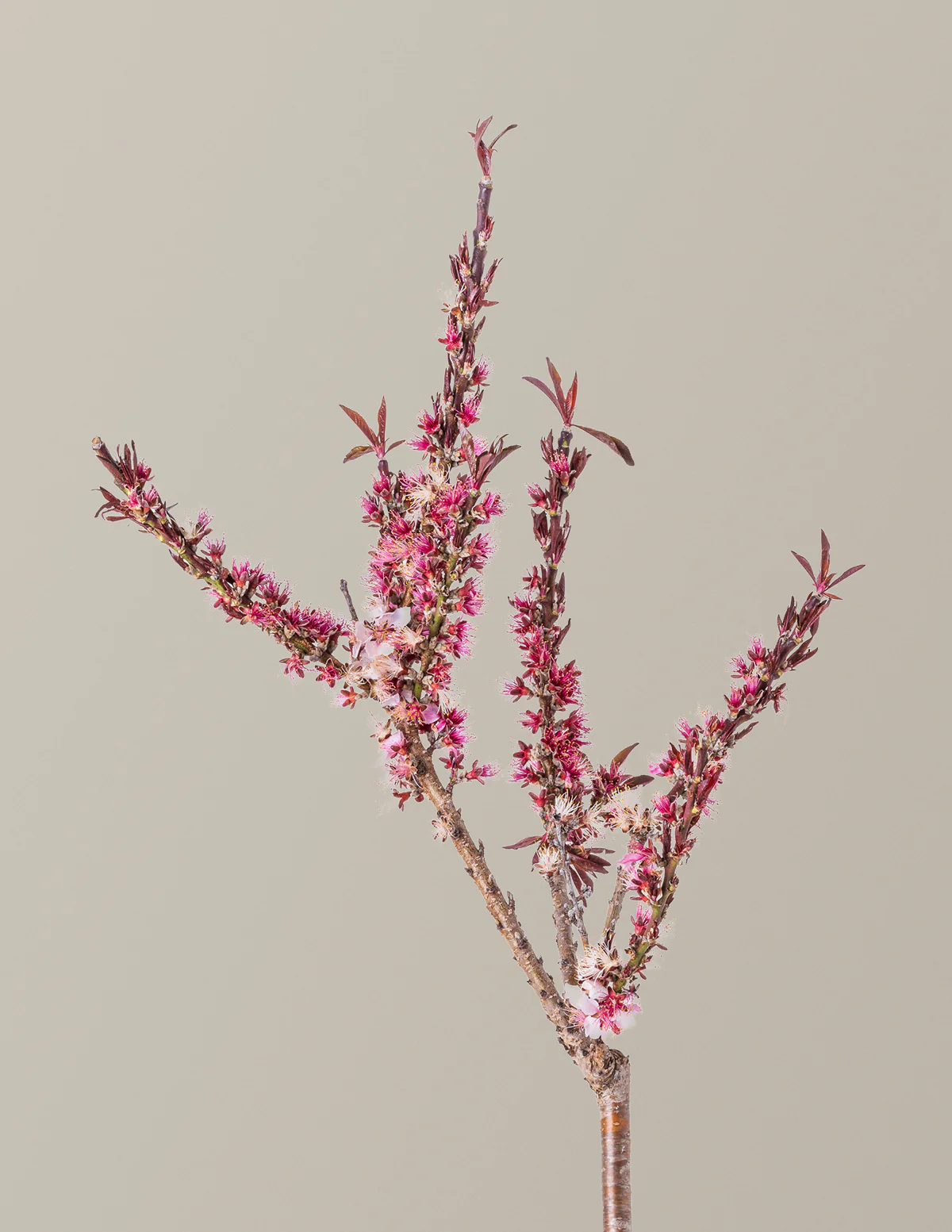 Bonfire Patio Peach Plant - Image 9