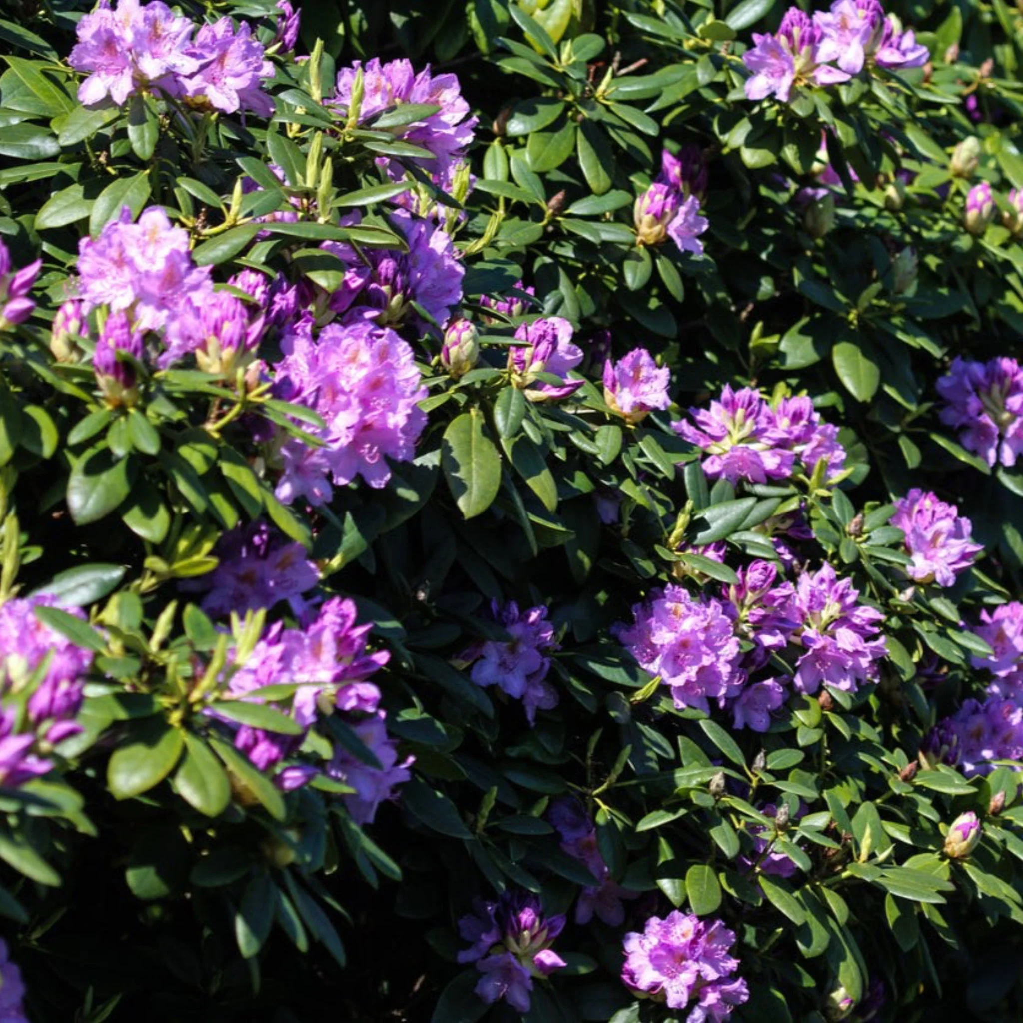 Boursault Catawba Rhododendron - Image 3