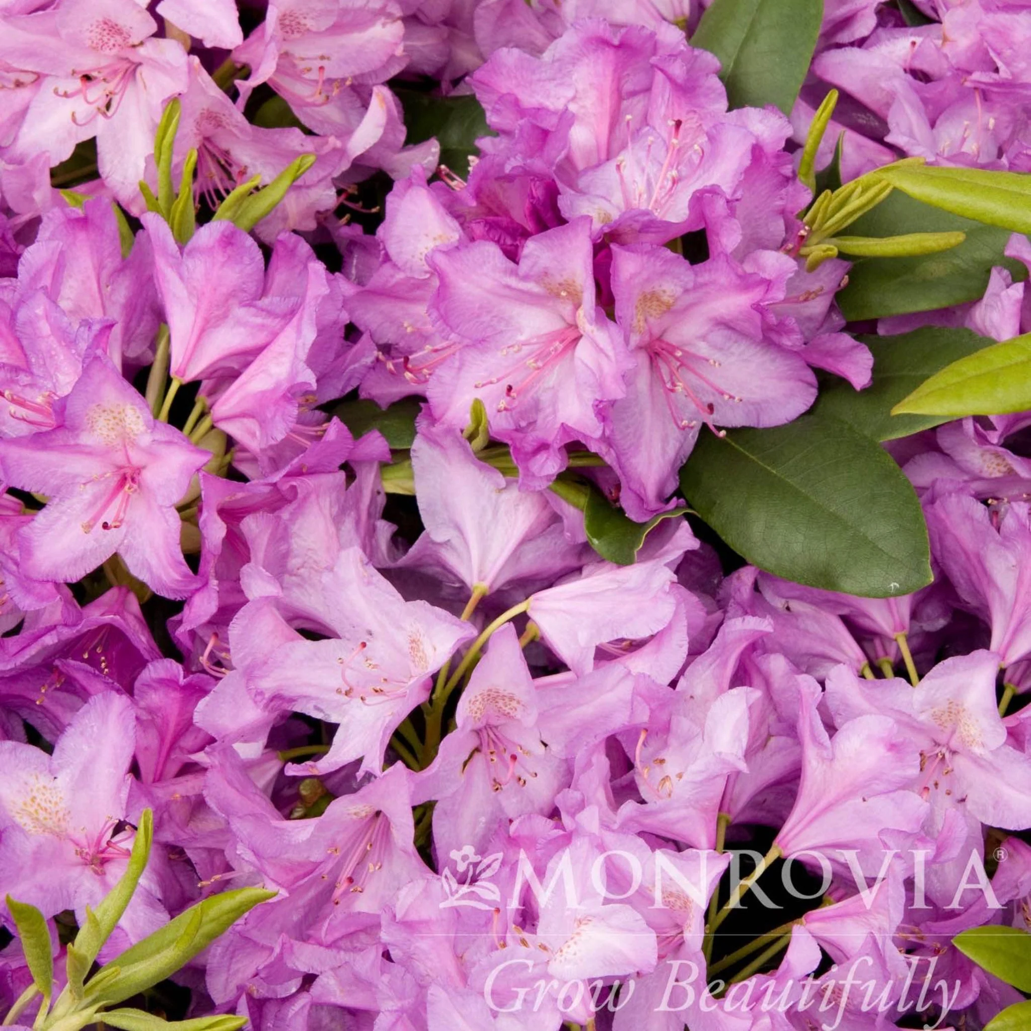 Boursault Catawba Rhododendron - Image 4