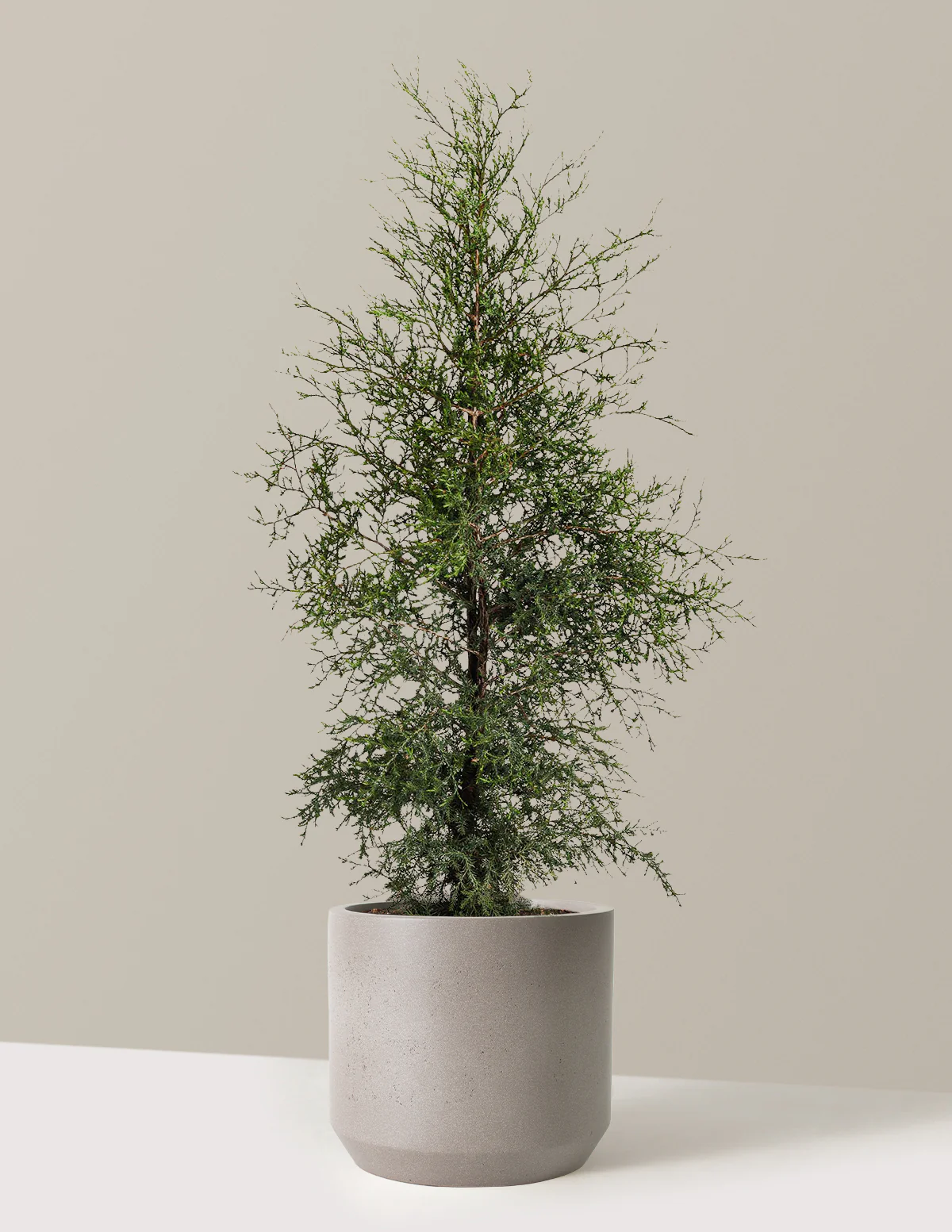 Brodie Eastern Red Cedar - Image 10